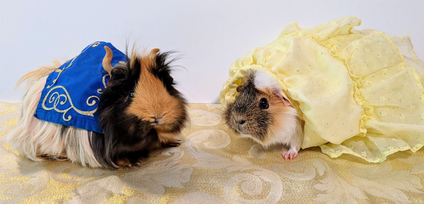 Second place: Guinea pigs Mae and Reeses portray the classic Disney animated characters Beauty and the Beast, submitted by Roman and Corinne Bintner of Eagan.