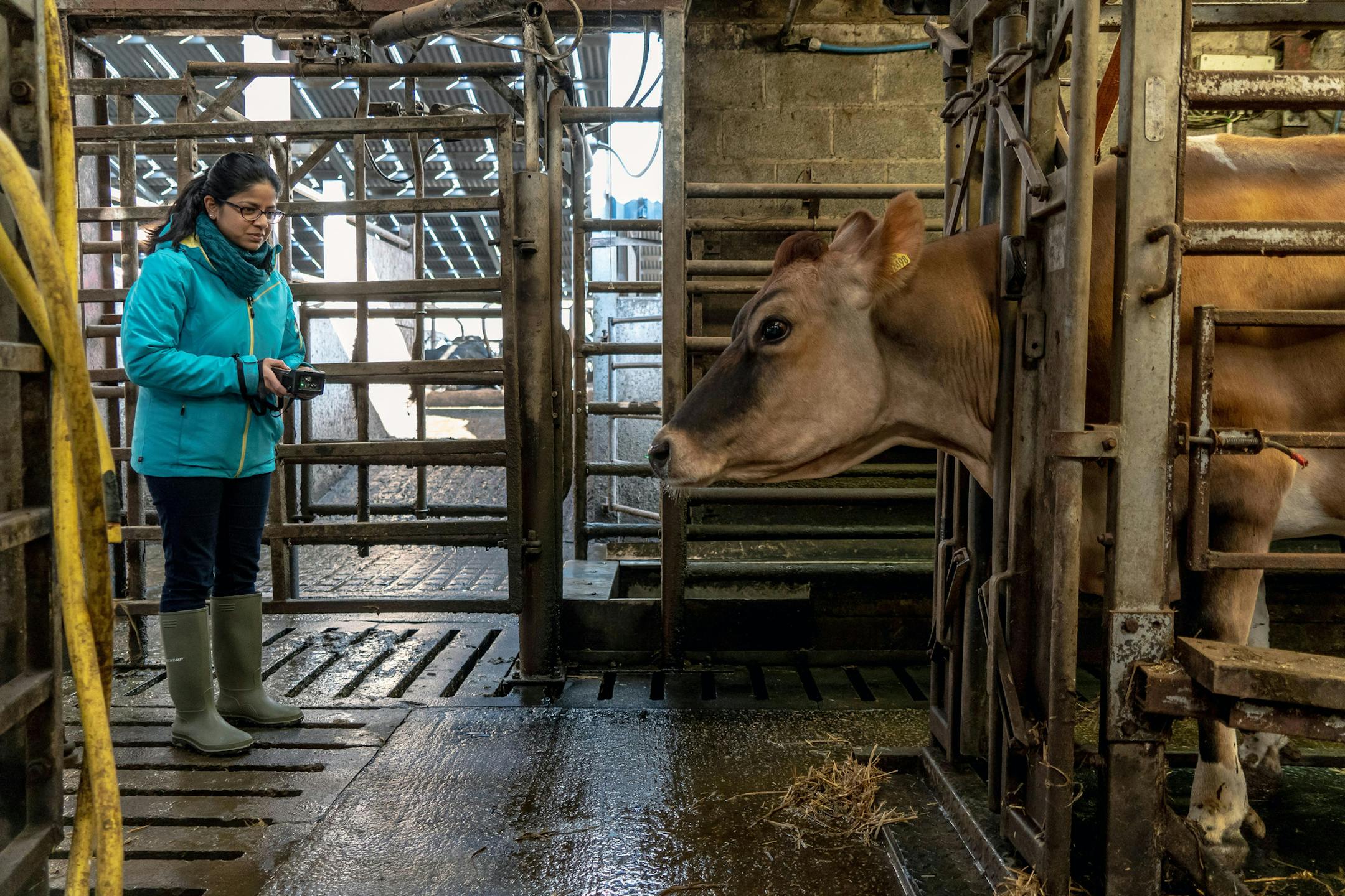 Deepashree Kand, a scientist studying animal nutrition, measures Peaches the cow's burps for methane at Brades Farm in Lancaster, England, on March 6, 2020. Kand's employer, a Swiss company called Mootral, is studying whether an altered diet can make cattle burp and fart less methane — one of the most harmful greenhouse gases and a major contributor to climate change. (Andrew Testa/The New York Times)