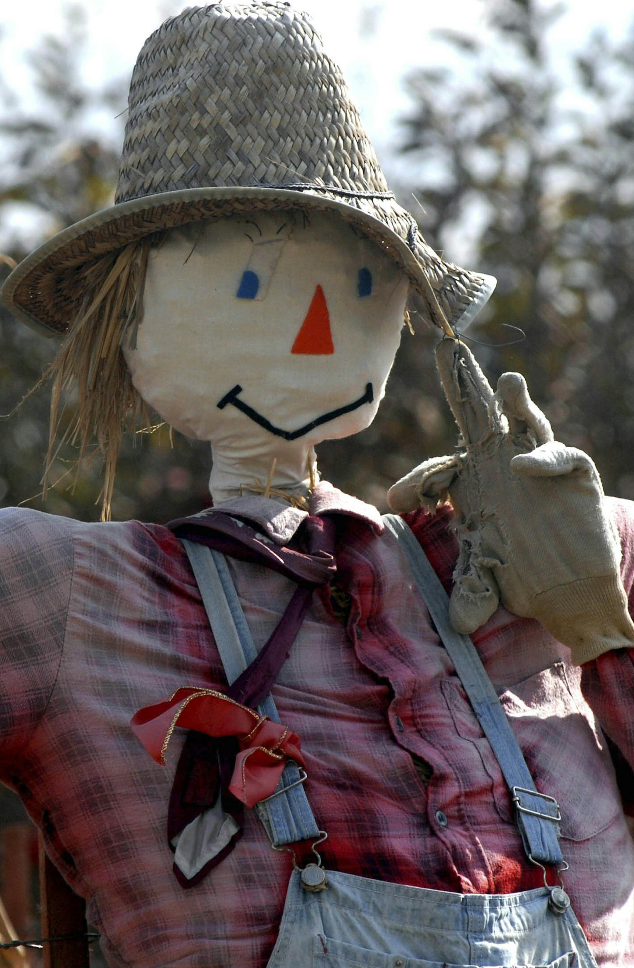 The 23rd annual Great Scarecrow Festival features over 75 original scarecrows on display. They scarecrow contest entries range from the traditional farm field scarecrow to Homer Simpson scarecrow. The festival also offers camel , pony and hay rides
GENERAL INFORMATION: RICHARD SENNOTTÔrsennott@startribune.com Belle Plaine, Mn thursday 10/19/2006 Emma Krumbee's Great Scarecrow Festival Sept 16 through 29th Oct.