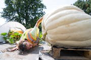 Matt Horth, a horticulturalist, assesses the best way to move "Audrey" the giant pumpkin from the patch to Steve Eckman's truck Wednesday, August 24, 