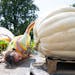 Matt Horth, a horticulturalist, assesses the best way to move "Audrey" the giant pumpkin from the patch to Steve Eckman's truck Wednesday, August 24, 