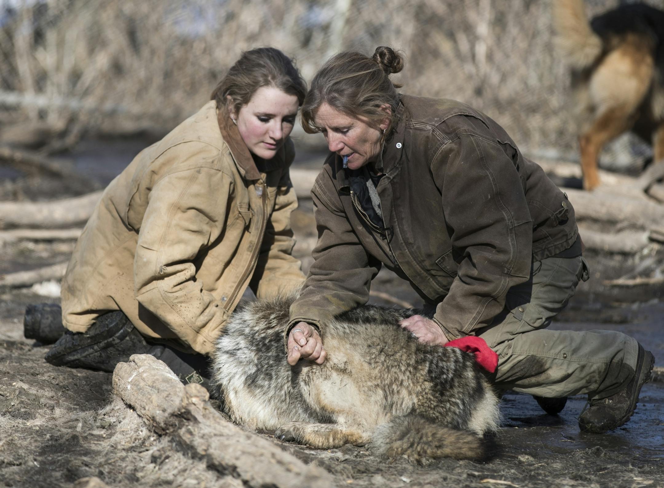 Executive director Peggy Callahan, right, and her daughter Megan Callahan-Beckel, 17, inject a wolf with ketamine to anesthetize it.