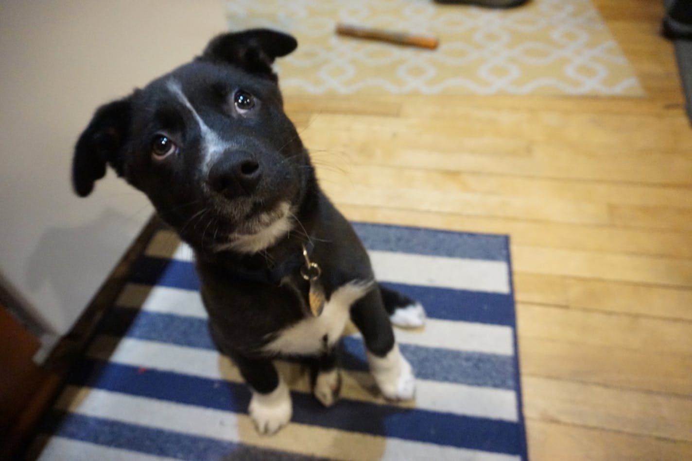 Angus contemplates what to chew next.