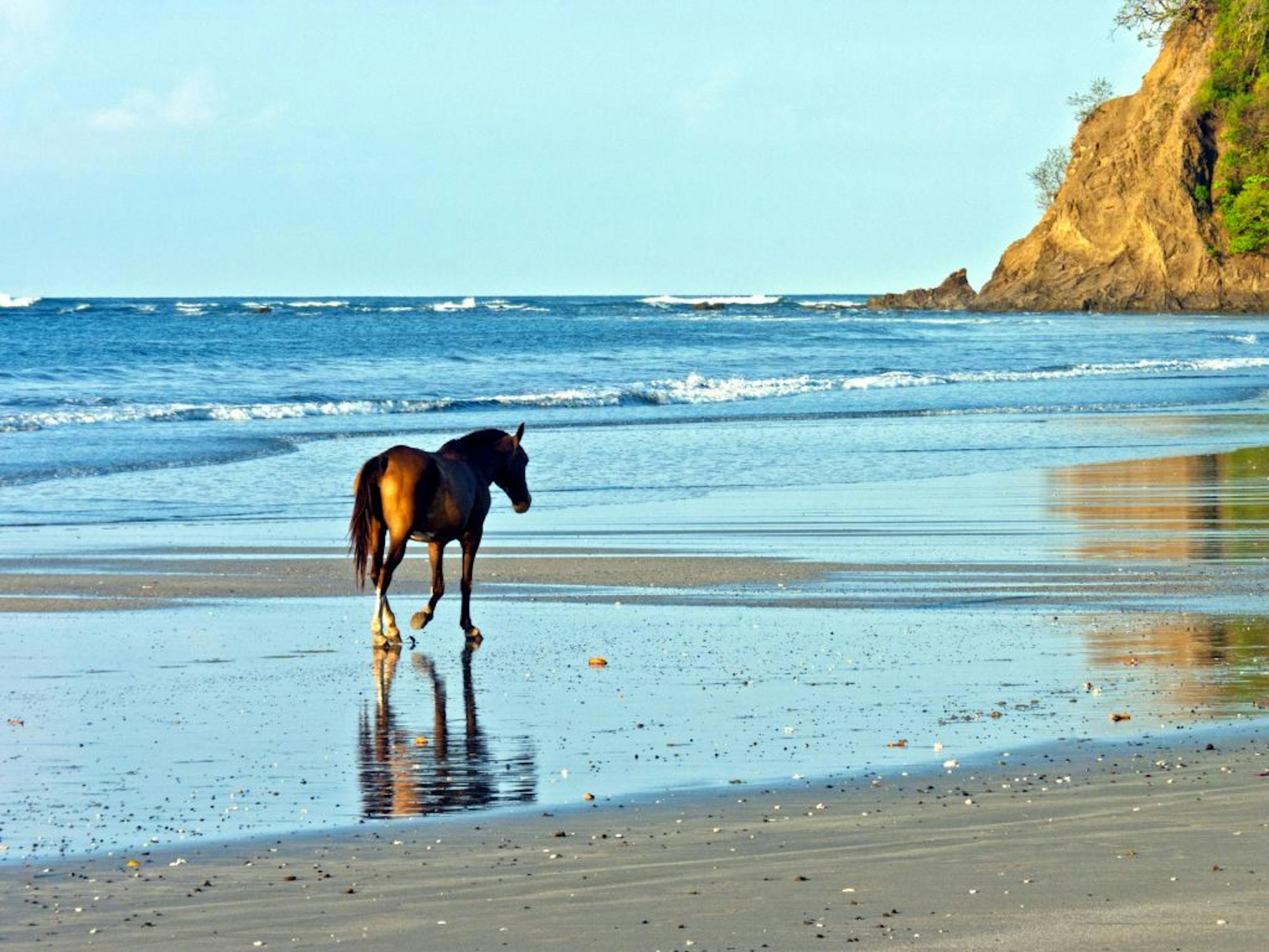 The photographer: Sugi O'Neil of Eden Prairie. The scene: A horse trots along the surf near Playa Samara, Costa Rica, where O'Neil visited in April. "It's a magical place where the horses have the freedom to roam the beach; in fact they can be seen roaming around the entire town," she said in e-mail.