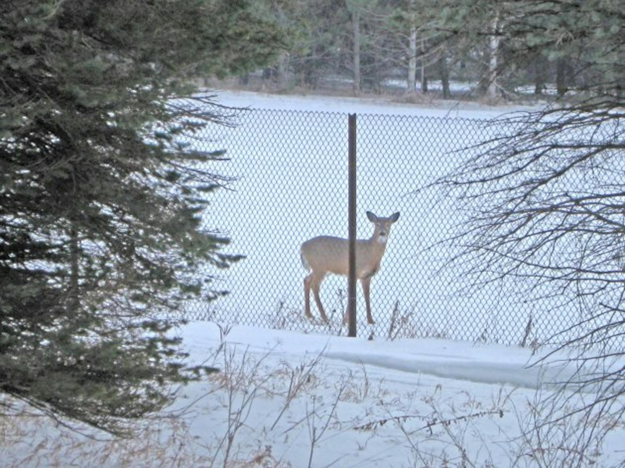 A deer at a southeastern Minnesota commercial whitetail farm peered out at live beyond the fence that defines its home.