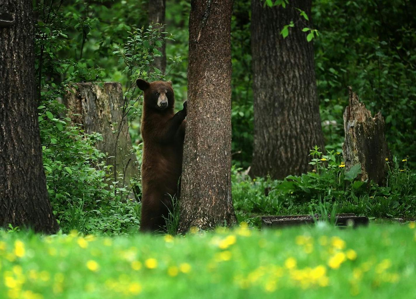 A black bear at the Vince Shute Wildlife Sanctuary in Orr, Minn.