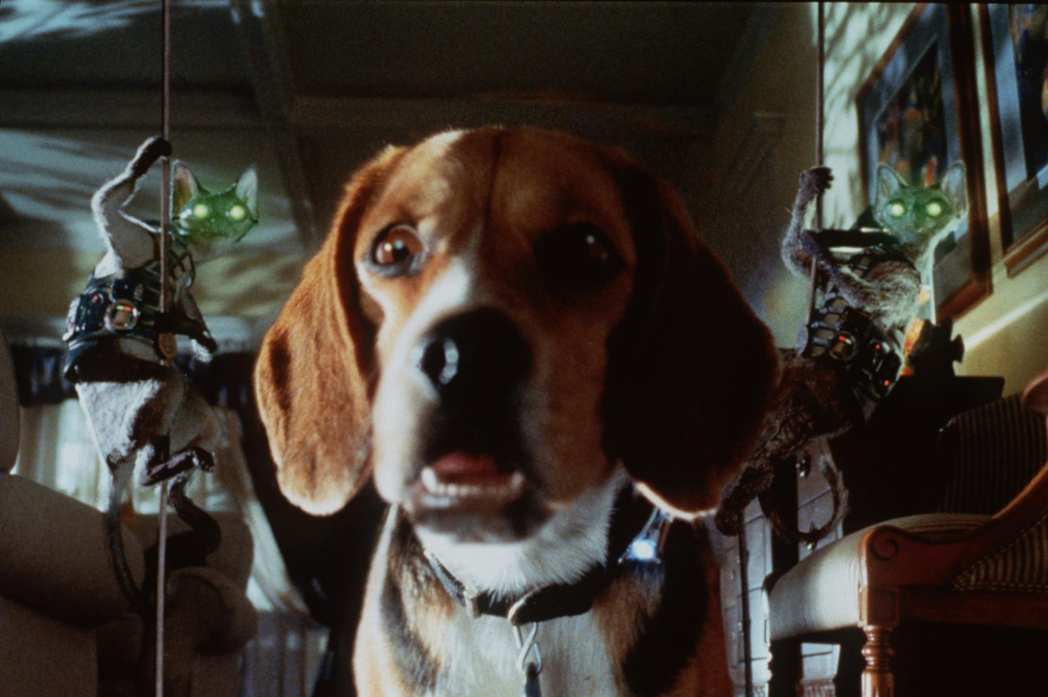 Ninja felines stage an ambush in "Cats & Dogs," a comedy about the secret world of pets. It's loaded with computerized special effects. Warner Bros., 2001.