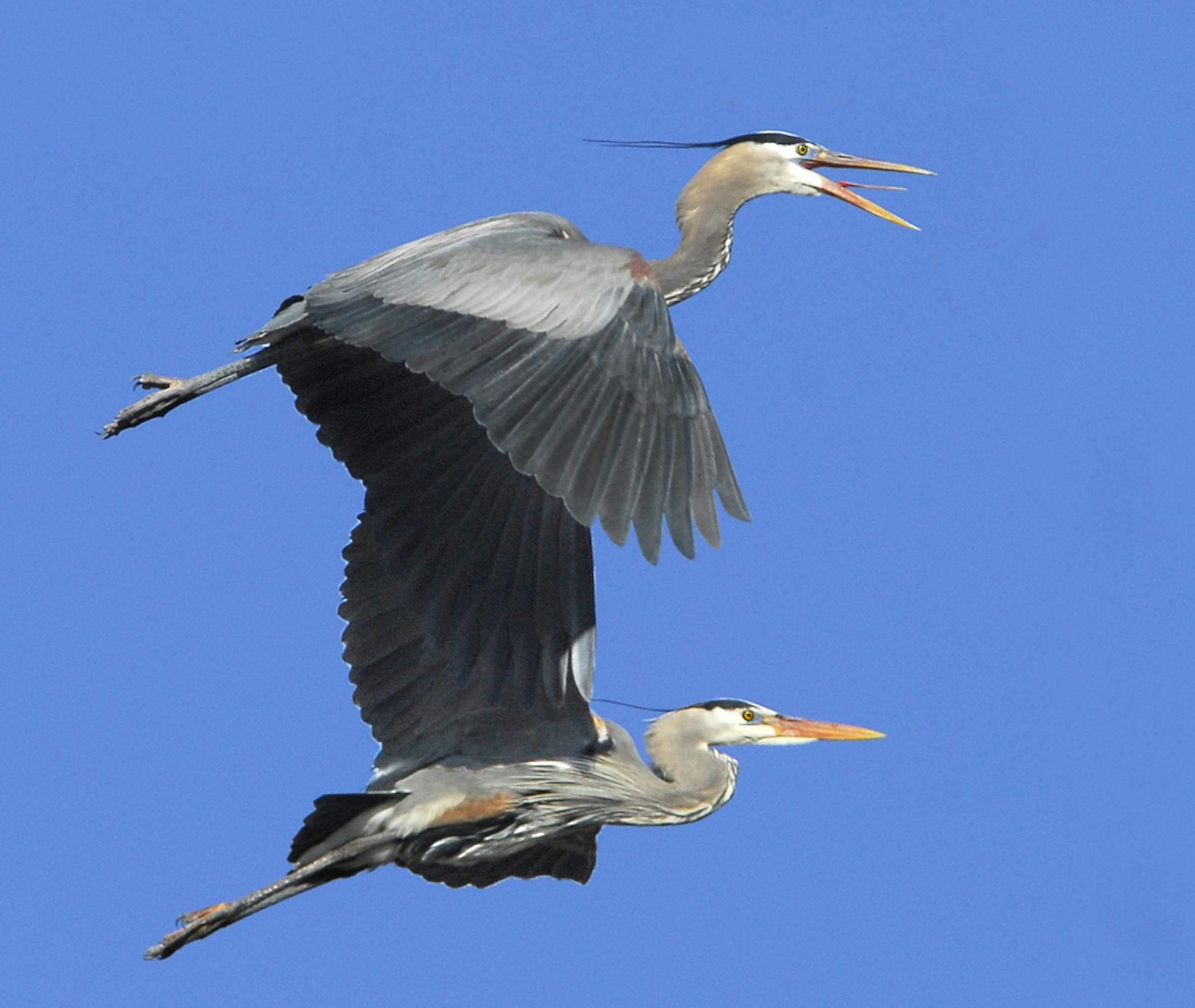 A heron pair.