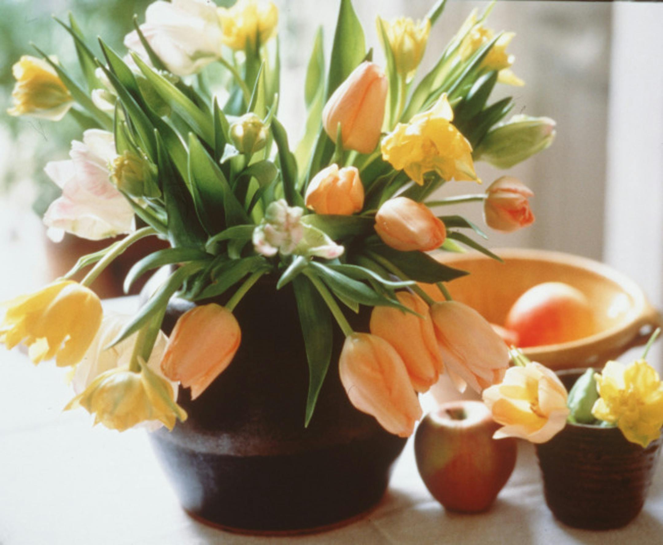 Tulips / a breath of spring, it's tulip season / Neth Flower Bulb Info 718-693-5400 / slide #12735 ///