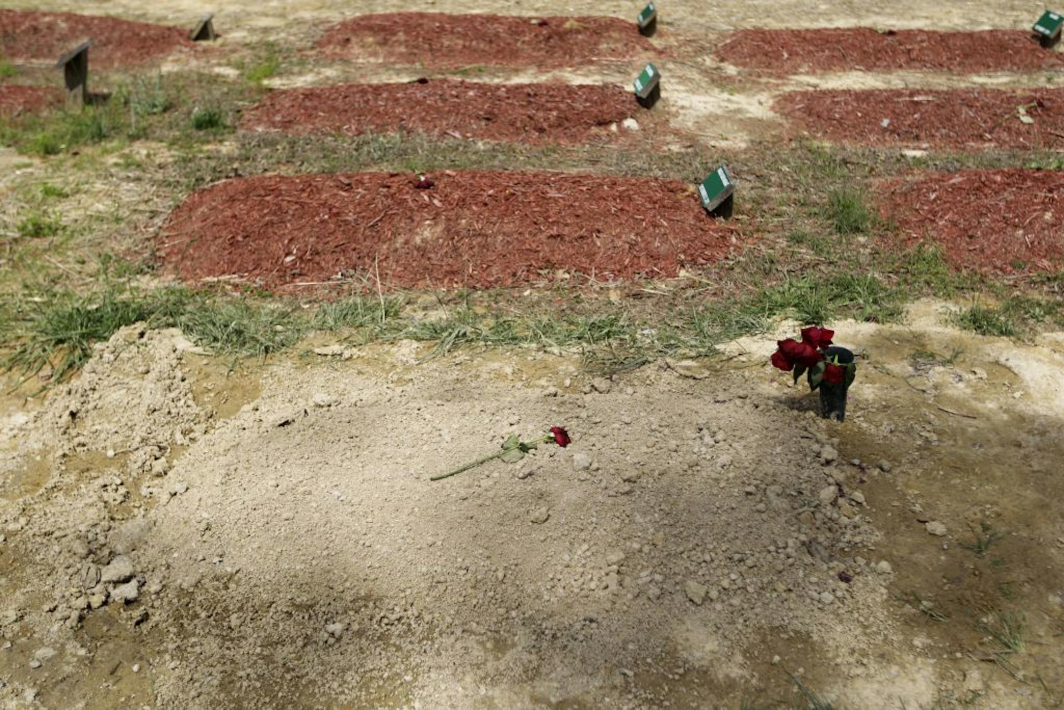 Roses are placed on the alleged burial site of Boston Marathon bombing suspect Tamerlan Tsarnaev in Doswell, Va., Friday, May 10, 2013. �Ruslan Tsarni, the uncle of Tamerlan Tsarnaev said Tsarnaev was buried in the cemetery in Doswell, near Richmond, Va. �Tsarnaev was killed April 19 in a getaway attempt after a gunbattle with police. His younger brother, Dzhokhar, was captured later and remains in custody.�