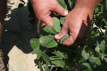 FILE - In this July 11, 2017, file photo, East Arkansas farmer Reed Storey shows the damage to one of his soybean plants in Marvell, Ark. Storey said 