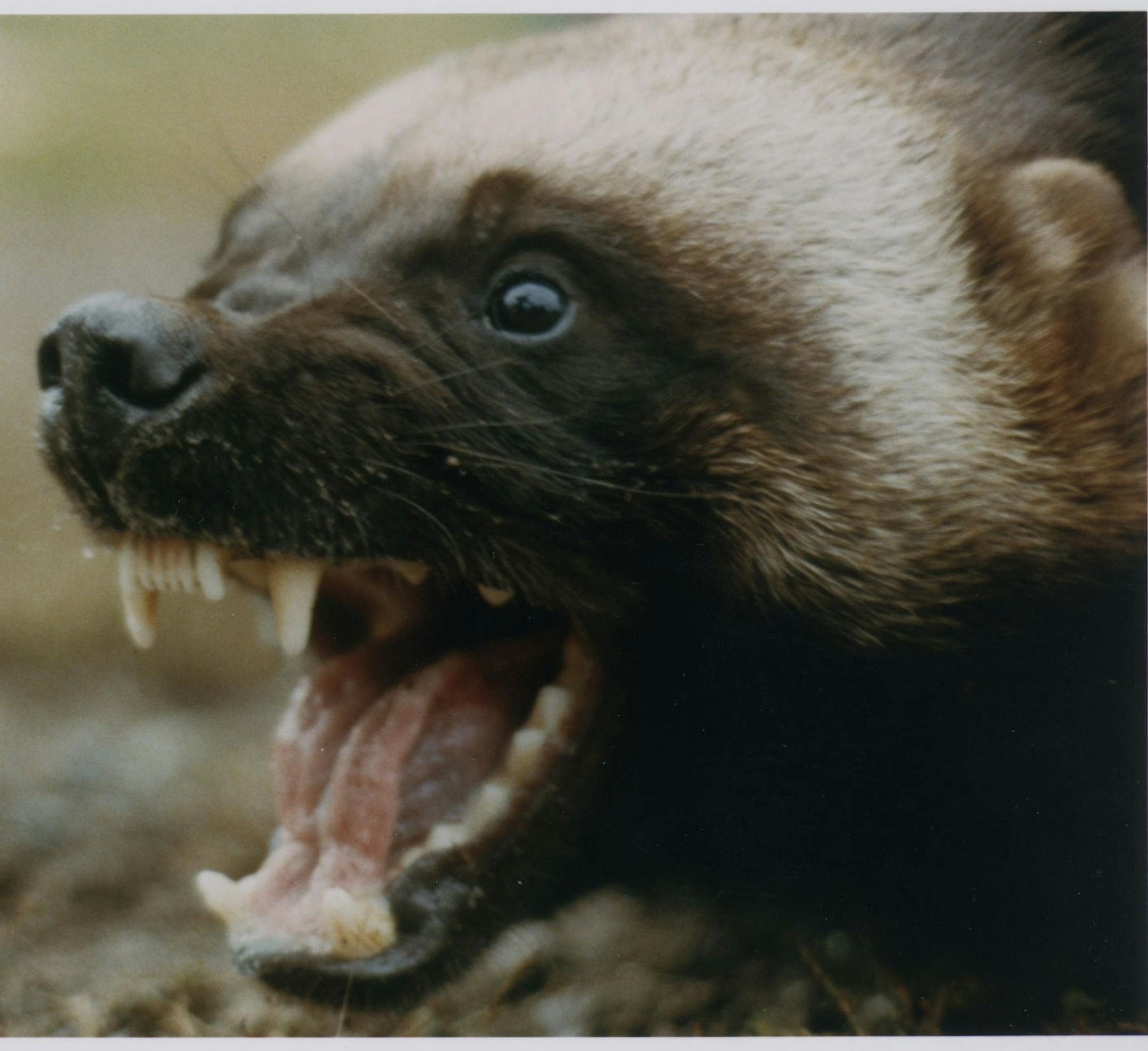 Special to the Star Tribune. Vicious wolverine