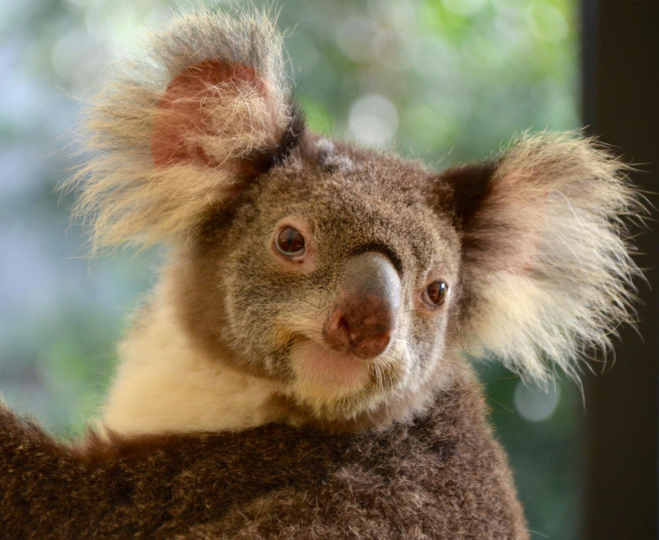 Here are four favorite photos of a recent three week trip I made to Australia last month. The trip took me to four corners of this great country. I lived and worked in Australia in the early 1970s. I have been back 8 times since then, and each time, I always make new friends and discover new places to revisit. a Koala taken outside of Brisbane, Queensland. Photos were taken with a Nikon D7000, Tamron 18-200 lens. Tom Thompson
Fridley, Minnesota
763 276 4626 trt49@q.com