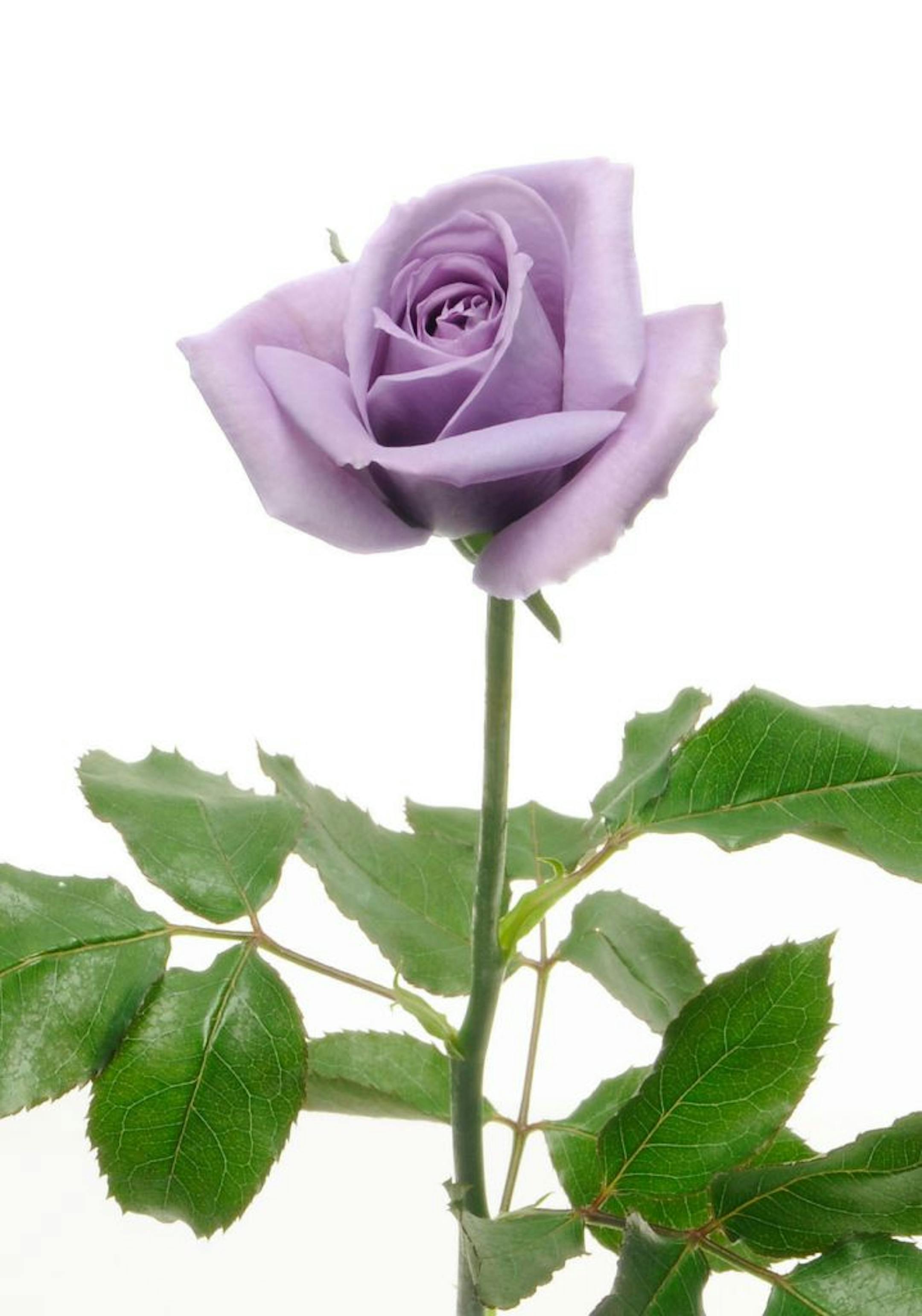 The "Applause" rose from Japan was developed in the quest for a nearly blue rose.