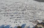 This aerial photo shows vehicles and fish houses on the ice at the 2012 International Eelpout Festival in Walker, Minn.