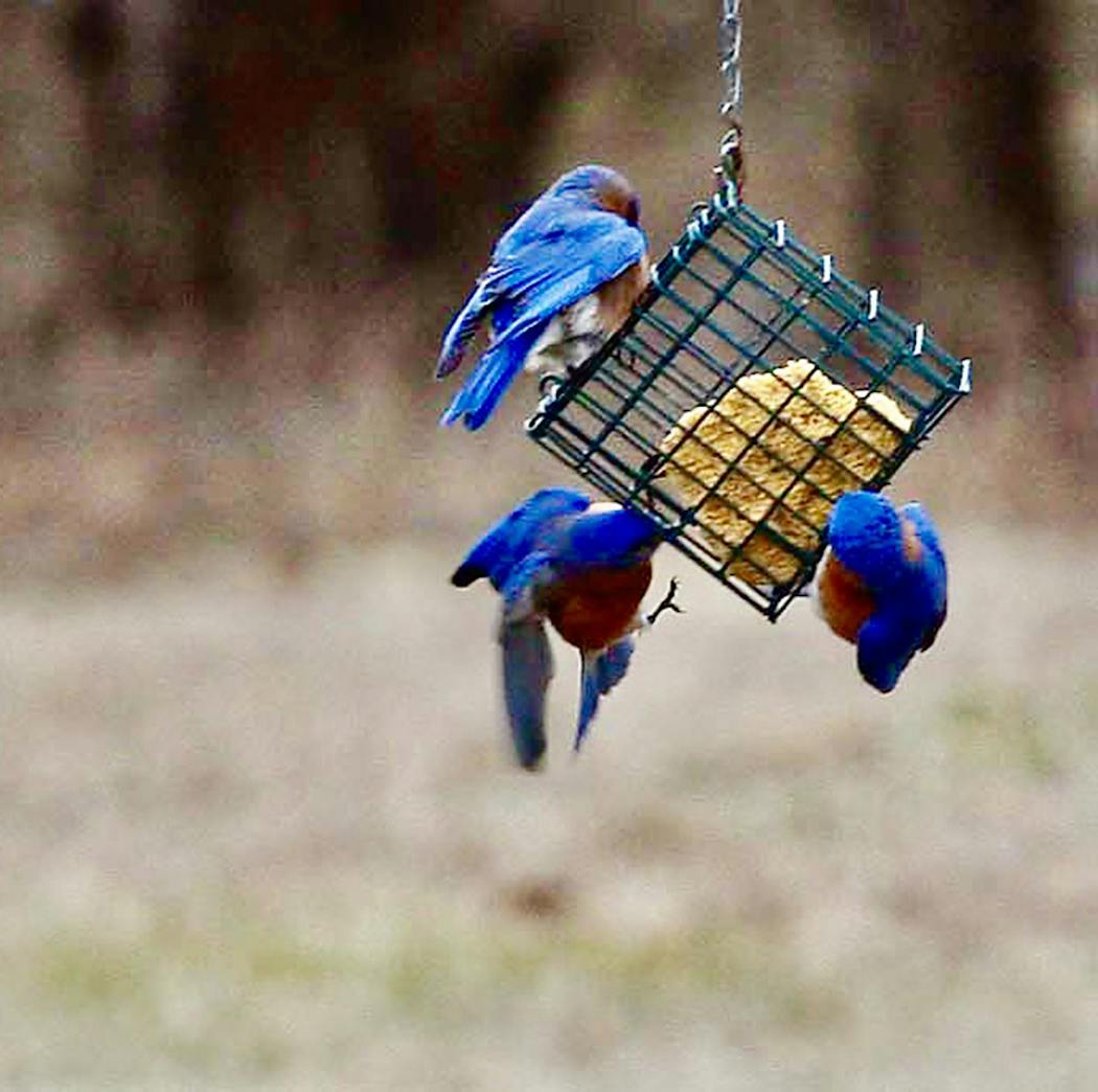 Bluebirds are eager for suet at the end of winter.