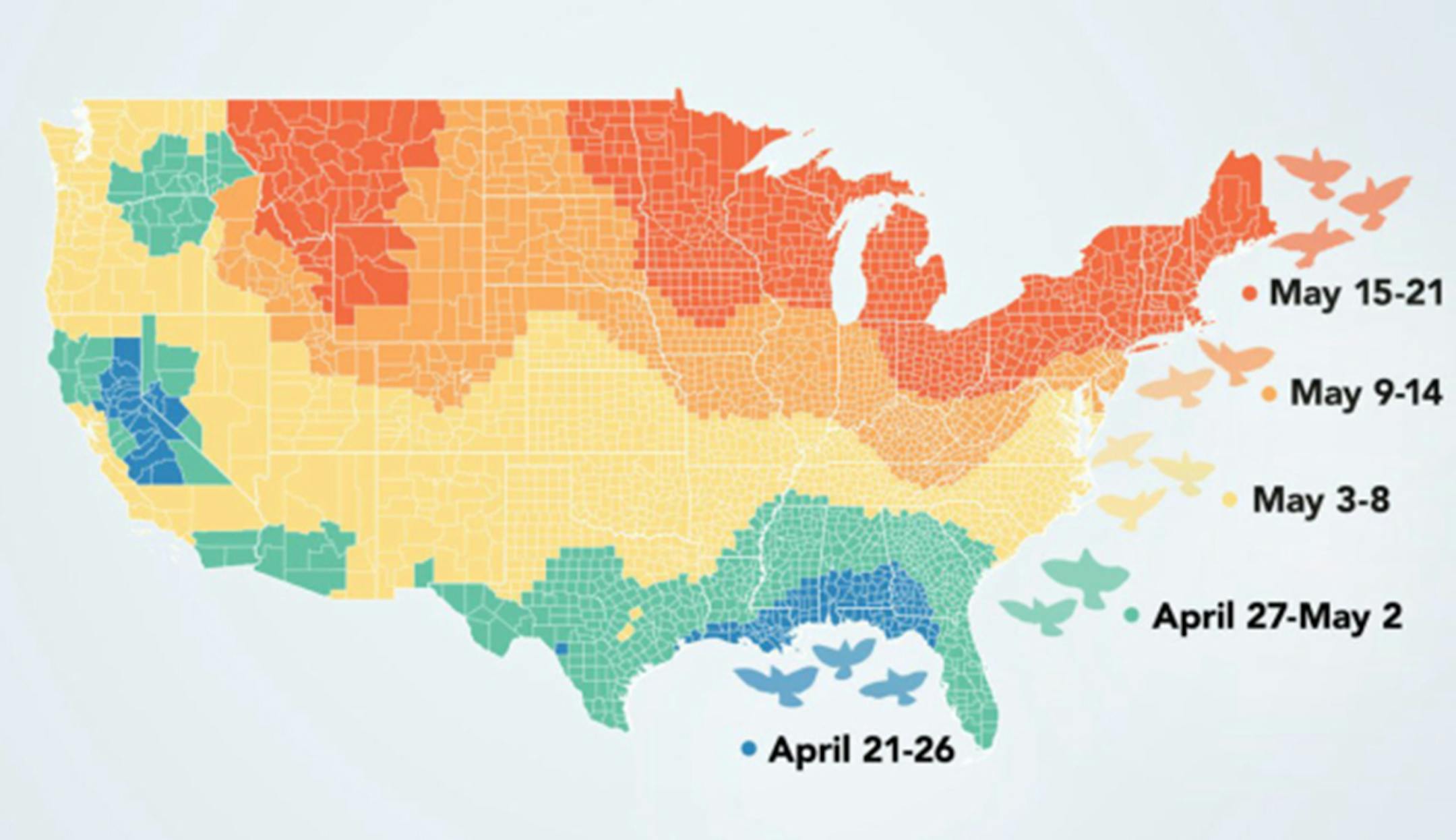MUST USE THE CREDIT in PARENTHESIS IF WE USE THIS MAP AS CONDITION OF PUBLICATION; ONE-TIME USE ONLY) The BirdCast project mapped out the weeks of peak spring migration, defined as the periods with the highest nightly average of aerial bird density. The data were collected from 143 radar systems from coast to coast. (Graphic by Audrey Carlsen. Data analysis by Adriaan Dokter. Migration data from BirdCast and eBird. Reprinted with permission from the Cornell Lab of Ornithology's Spring 2023 Living Bird.)
