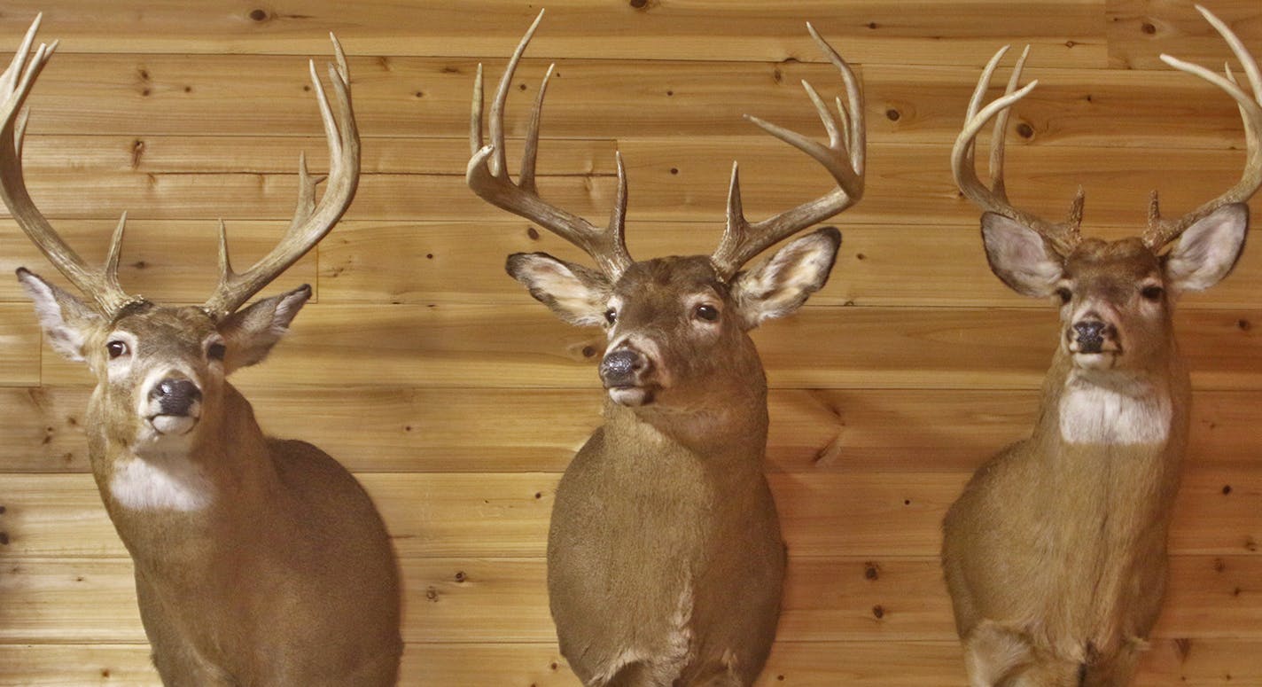 Like a lot of other hunting "shacks'' in Buffalo County, the knotty pine walls of this hunters' place was filled with trophies of this size -- all harvested from the most acclaimed whitetail hunting ground in the Upper Midwest, if not the country.