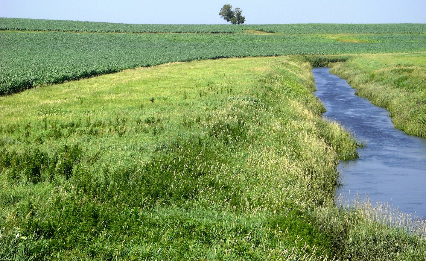 A grass buffer strip in Redwood County. A bill introduced in the Legislature would require buffer strips on most waterways. Photo courtsey Minnesota Board of Water and Soil Resources. ORG XMIT: MIN1503101329552021 ORG XMIT: MIN1503181631087264