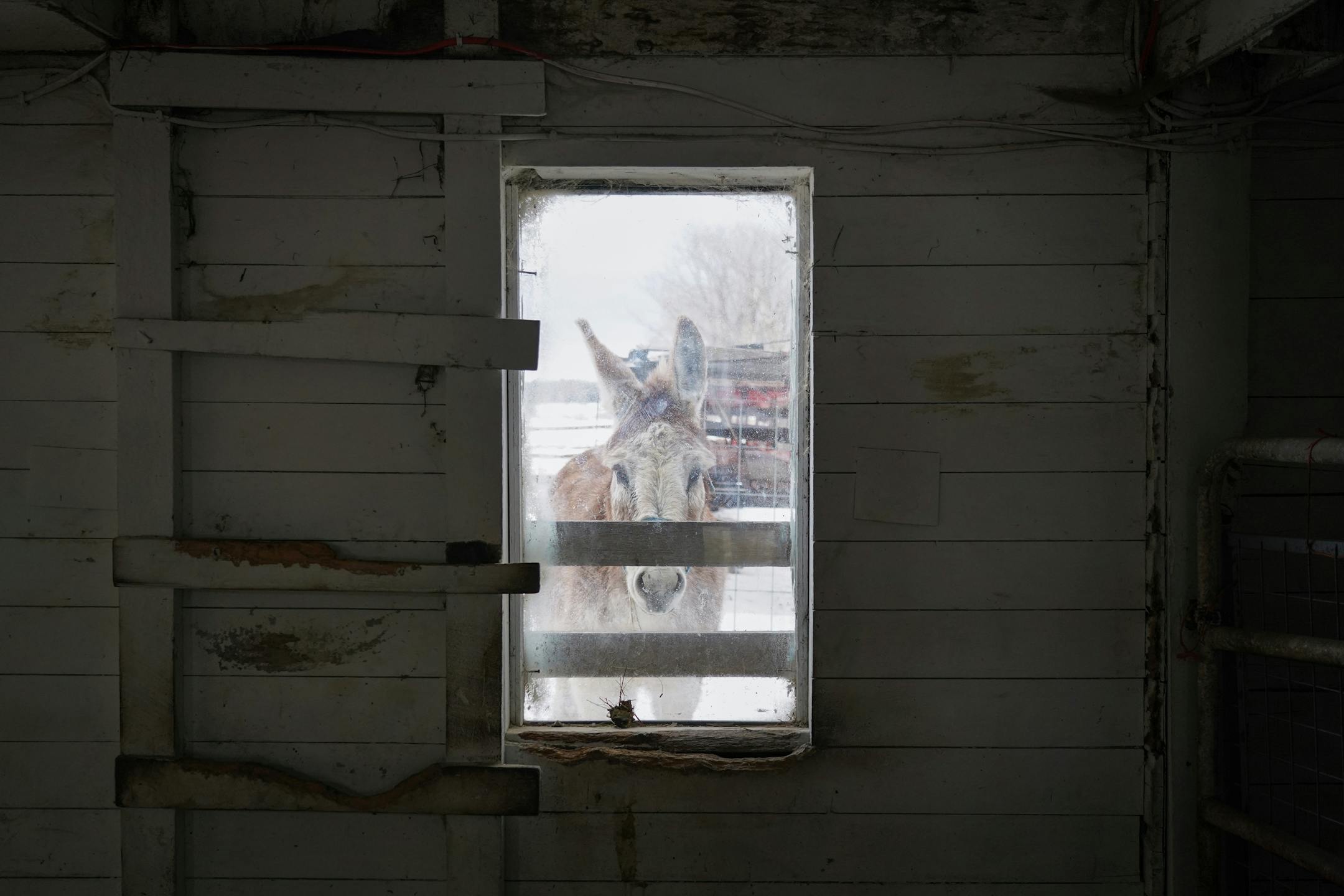 Curiously and cautiously, Rango the donkey peeks through a barn window at the photographer on assignment at Save the Brays Donkey Rescue.