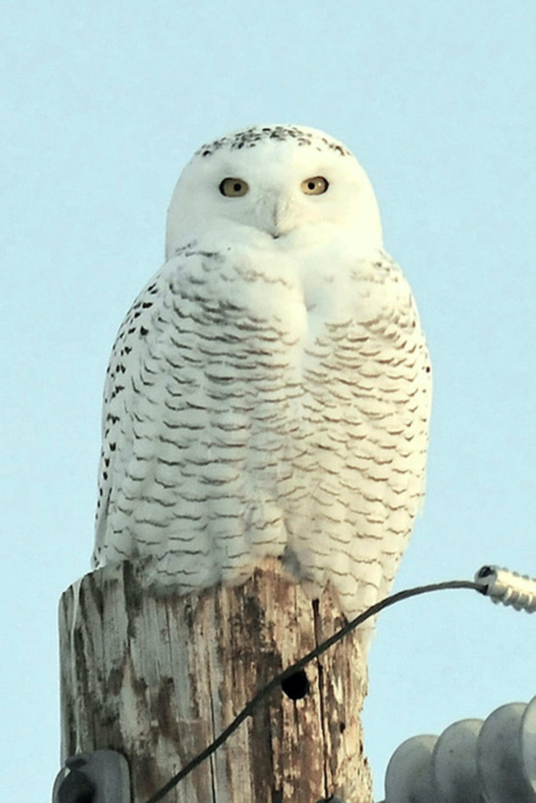 A snowy owl perched on a treetop.
