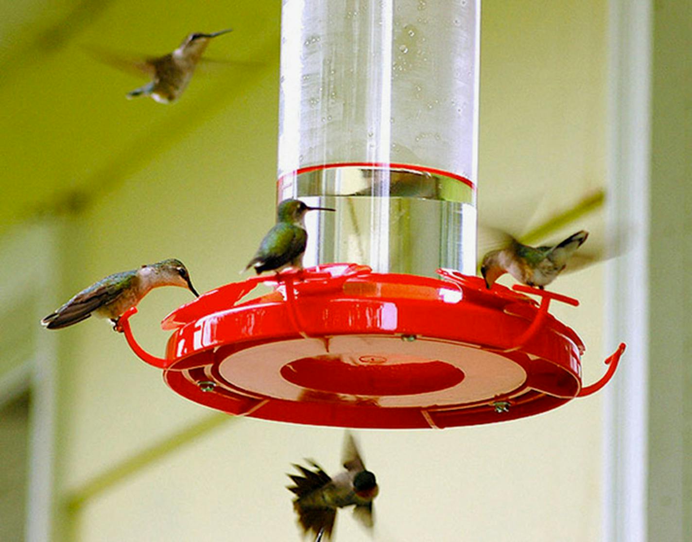 Five hummingbirds at a hummingbird feeder, two perched and three hovering