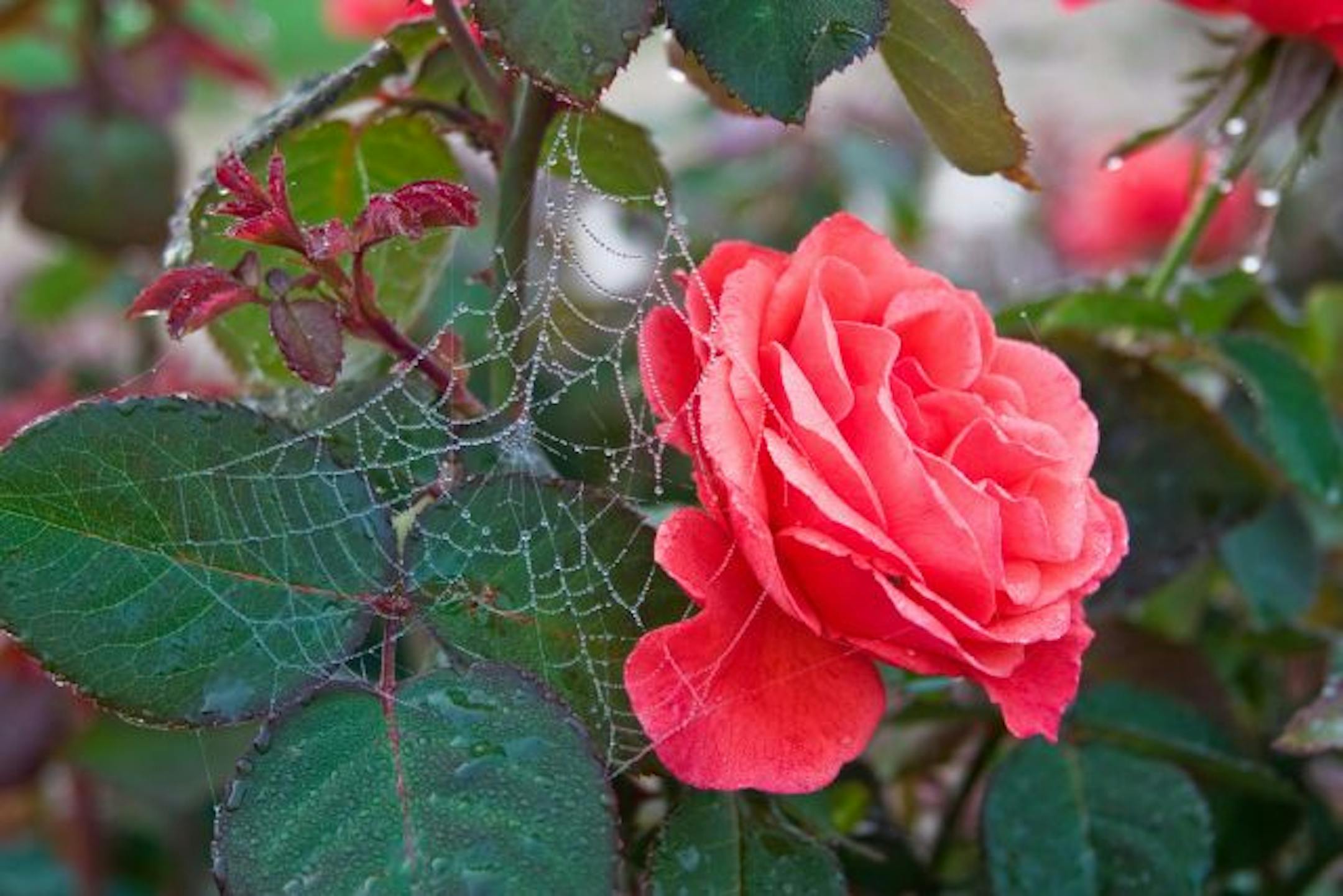 This beautiful park graces the shores of Lake Superior in Duluth. A spectacular extension of Leif Erikson Park, Duluth's Rose Garden offers a beautiful arrangement of more than 3,000 rose bushes and other floral delights. There's also a fountain, a marble gazebo, an herb garden and plenty of benches overlooking the lake. From the book "Picture Duluth," by Dennis O'Hara