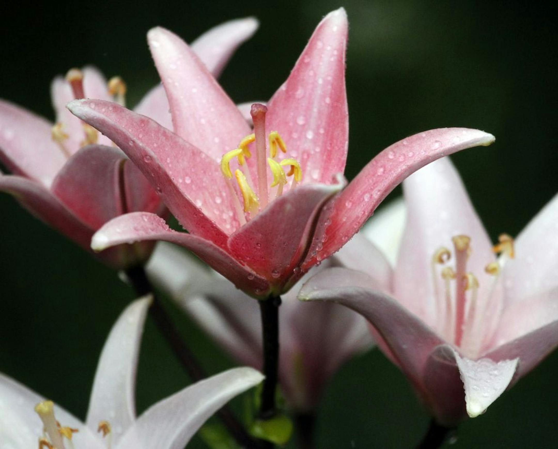 A group of small pink lilies in Gary De Grande's White Bear Township, backyard garden expanse that will be on the Minnesota Water Garden Society pond tour July 30-31.