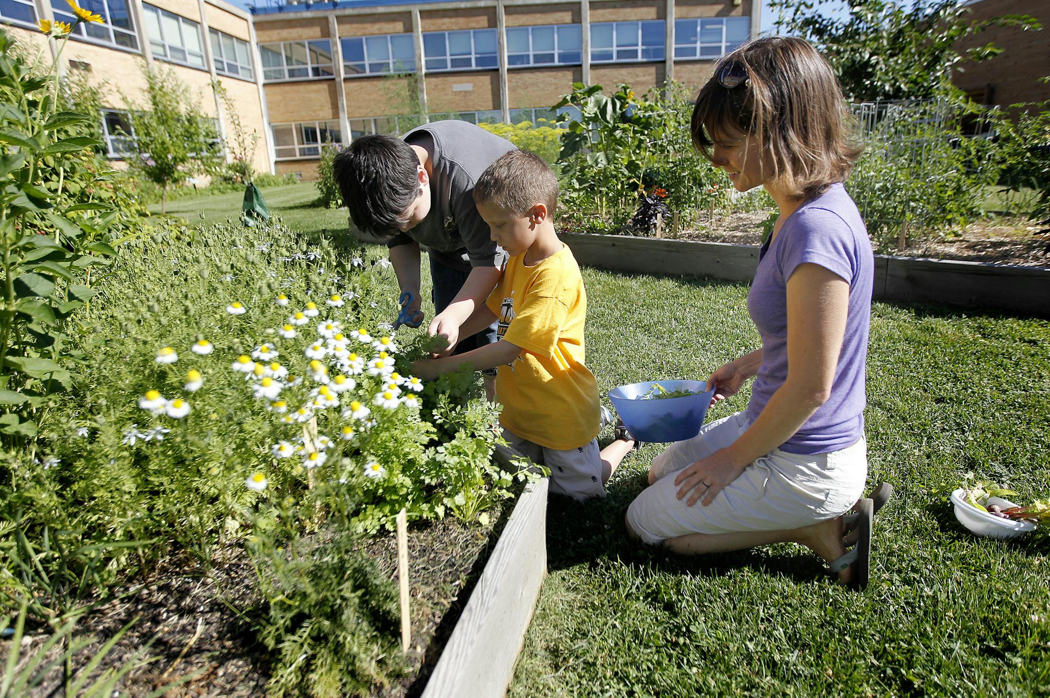 Columbia Heights School Agricultural teacher Bonnie Lohman, right, picked vegetables from the school's garden with her students from left, Cody Palmer, 11, and Ben Roberts, 8, Tuesday, July 23, 2013. Columbia Heights Schools, an urban district in the shadow of Minneapolis with 3,000 students, has added a new full time agricultural teaching position. (ELIZABETH FLORES/STAR TRIBUNE) ELIZABETH FLORES • eflores@startribune.com
