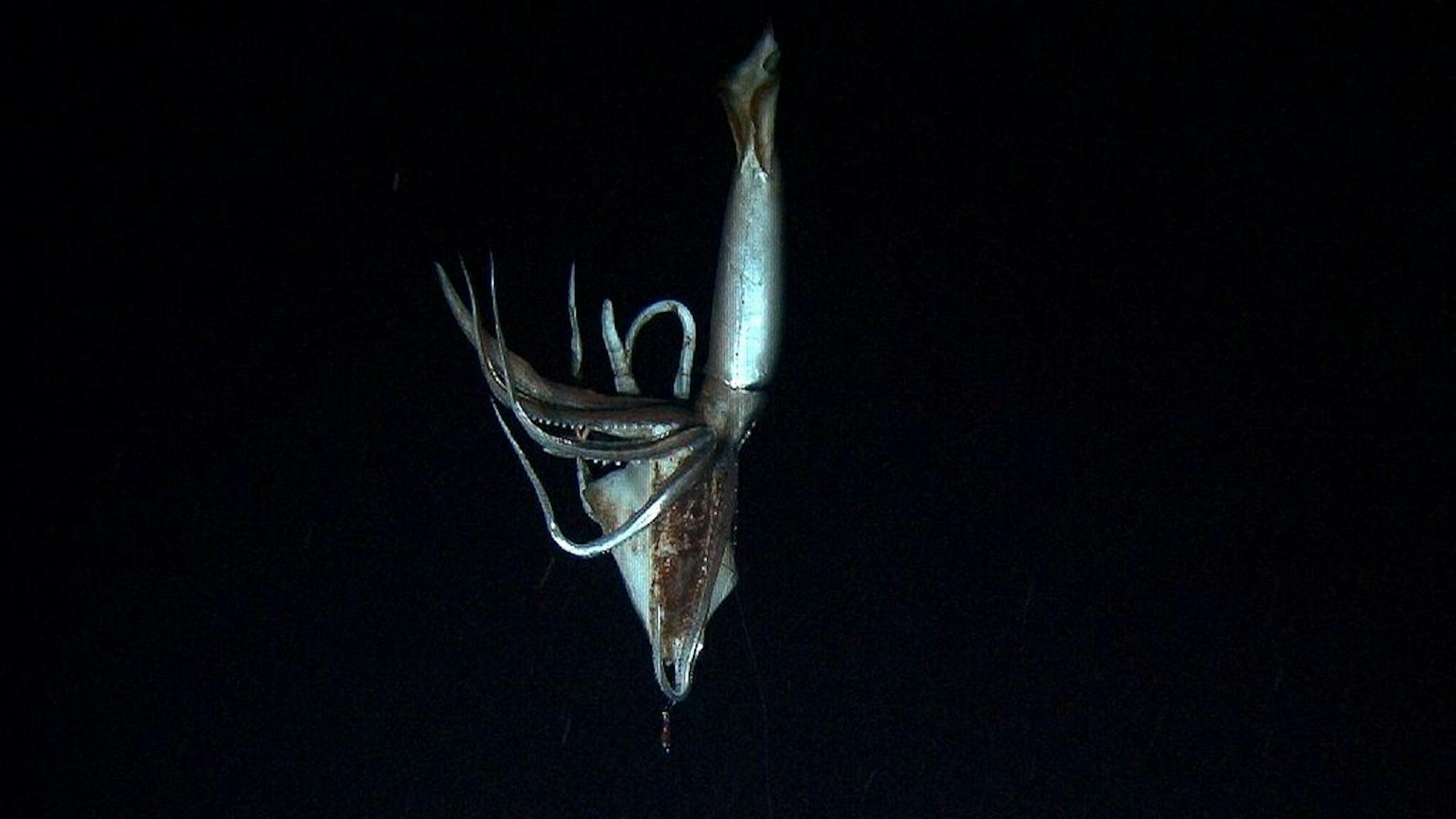 In this image made from video recorded in the summer of 2012, provided by NHK and Discovery Channel, a giant squid takes bait in the deep sea off Chichi island, Japan. (AP Photo/ NHK/NEP/Discovery Channel ) EDITORIAL USE ONLY, MANDATORY CREDIT