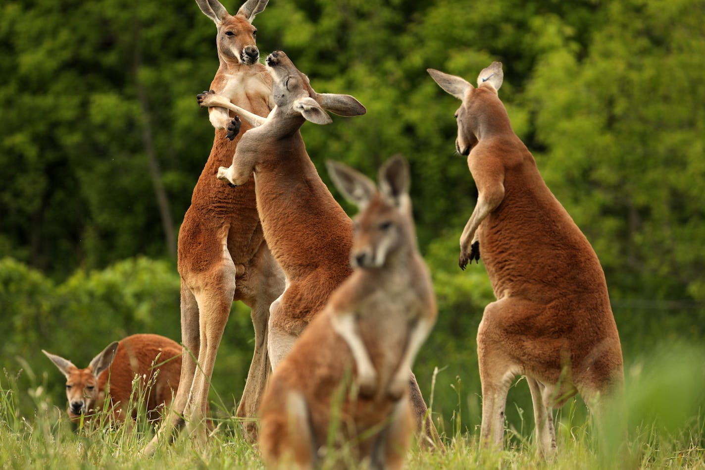 A pair of red kangaroos box with each other Friday at the Minnesota Zoo's newest exhibit "Kangaroo Crossing." ] ANTHONY SOUFFLE &#xef; anthony.souffle@startribune.com The Minnesota Zoo held a media preview prior to the opening of its much-anticipated summer exhibit, "Kangaroo Crossing," which allows guests to walk through an Australian-themed display with no barriers between them and Kangaroos, Wallabies and more, Friday, May 26, 2017 in Apple Valley, Minn.