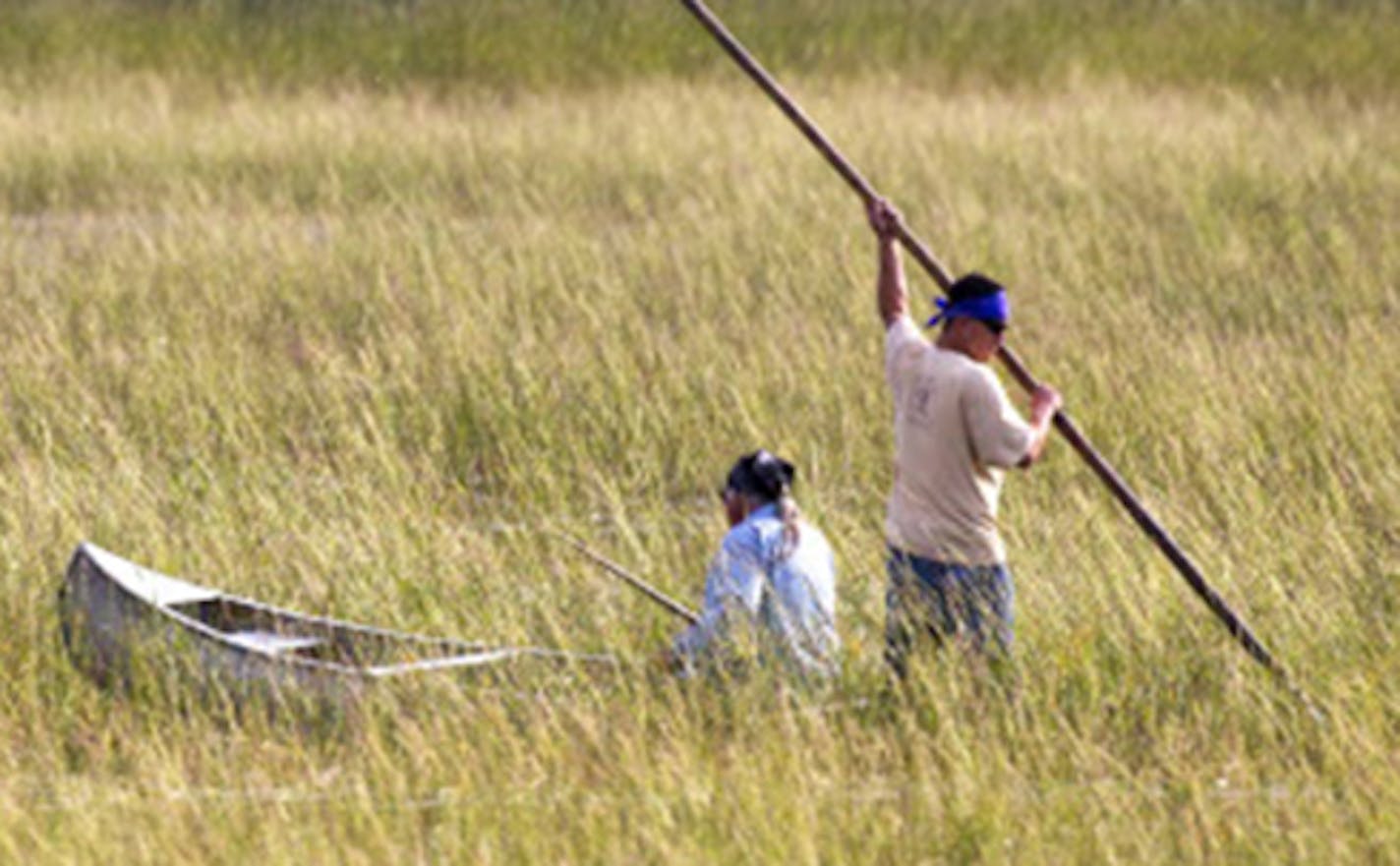 Leonard Thompson (left) and his son Todd harvest rice on Hole In THe Day Lake south of Nisswa Thursday morning. ] The Minnesota Department of Natural Resources defused a confrontation with Indian treaty rights activists Thursday by issuing a special permit to Chippewa band members who launched a wild rice harvest on Hole-in-the-Day Lake without DNR licensing. Brian.Peterson@startribune.com Nisswa, MN - 8/27/2015 ORG XMIT: MIN1508271138280273