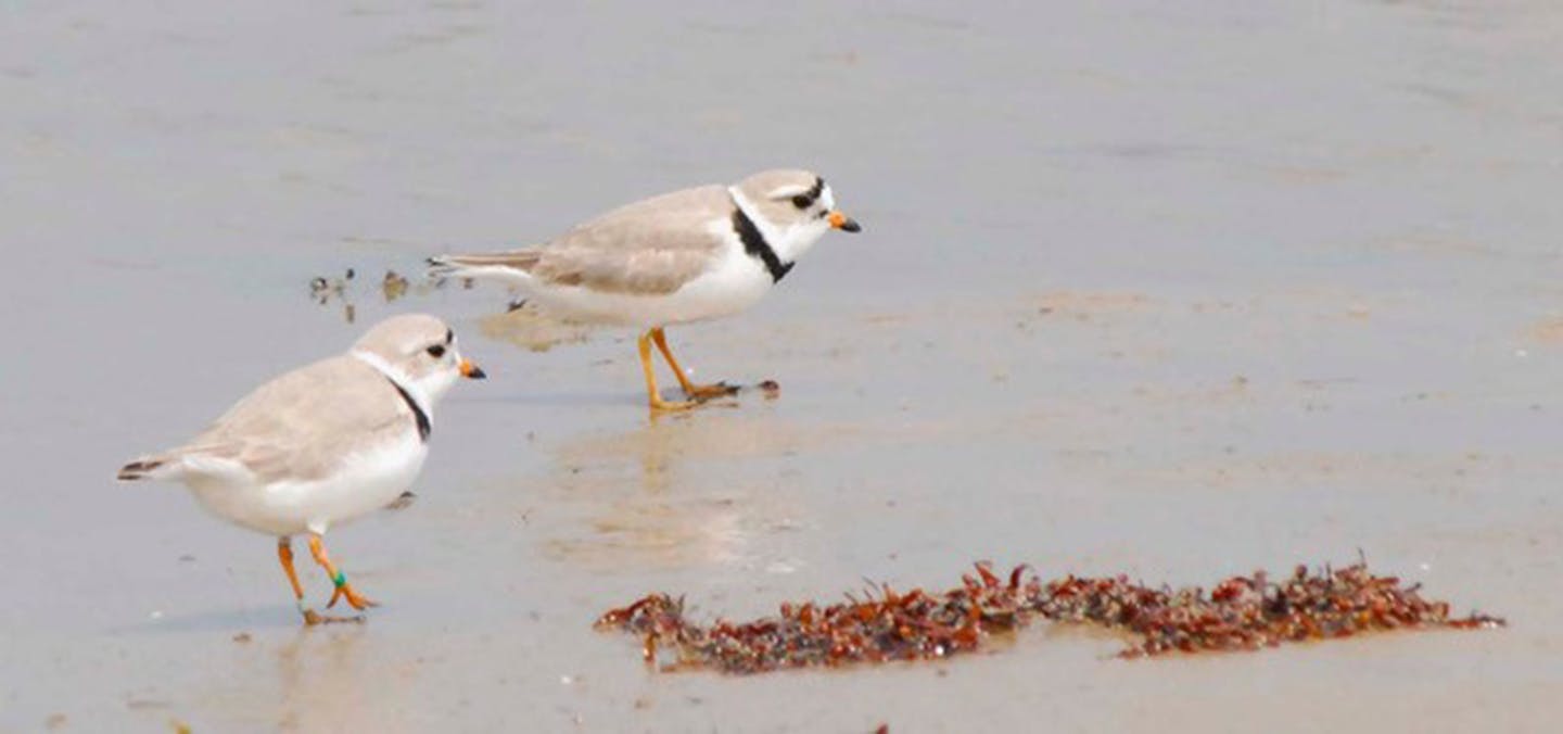 Piping plovers
credit: Jim Williams