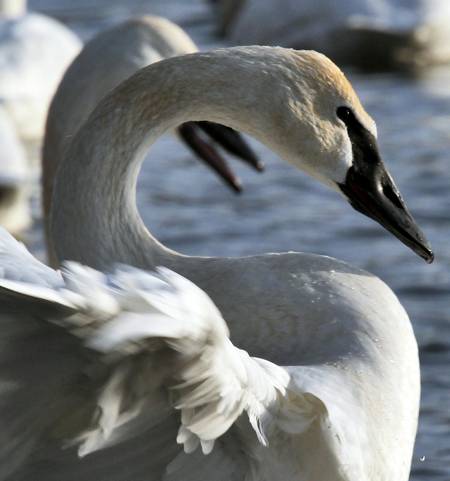 Trumpeter swans on the St. Croix river near Hudson. (MARLIN LEVISON/STARTRIBUNE(mlevison@startribune.com (cq - ORG XMIT: MIN1301181759130207