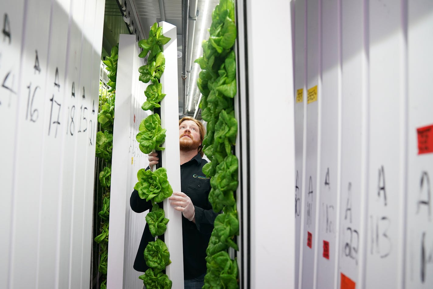 Eric Reller, master grower with Second Harvest Heartland, sorted through the columns of plants growing that hang from the ceiling of the shipping container. ] ANTHONY SOUFFLE &#x2022; anthony.souffle@startribune.com Eric Reller, master grower with Second Harvest Heartland, tended to plants in a shipping container "farm" Tuesday, March 12, 2019 at the organization's warehouse in Brooklyn Park, Minn. The shipping container "farm" is used to grow mostly leafy greens such as lettuce and herbs that a