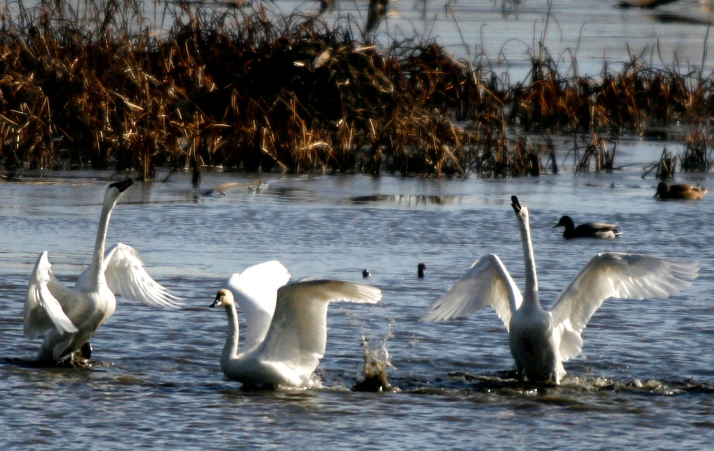 Tundra swans in the water of Pool 8 on the Mississippi River, south of Brownsville, off of Hwy. 26. Tens of thousands of swans migrate through the flyway through November.