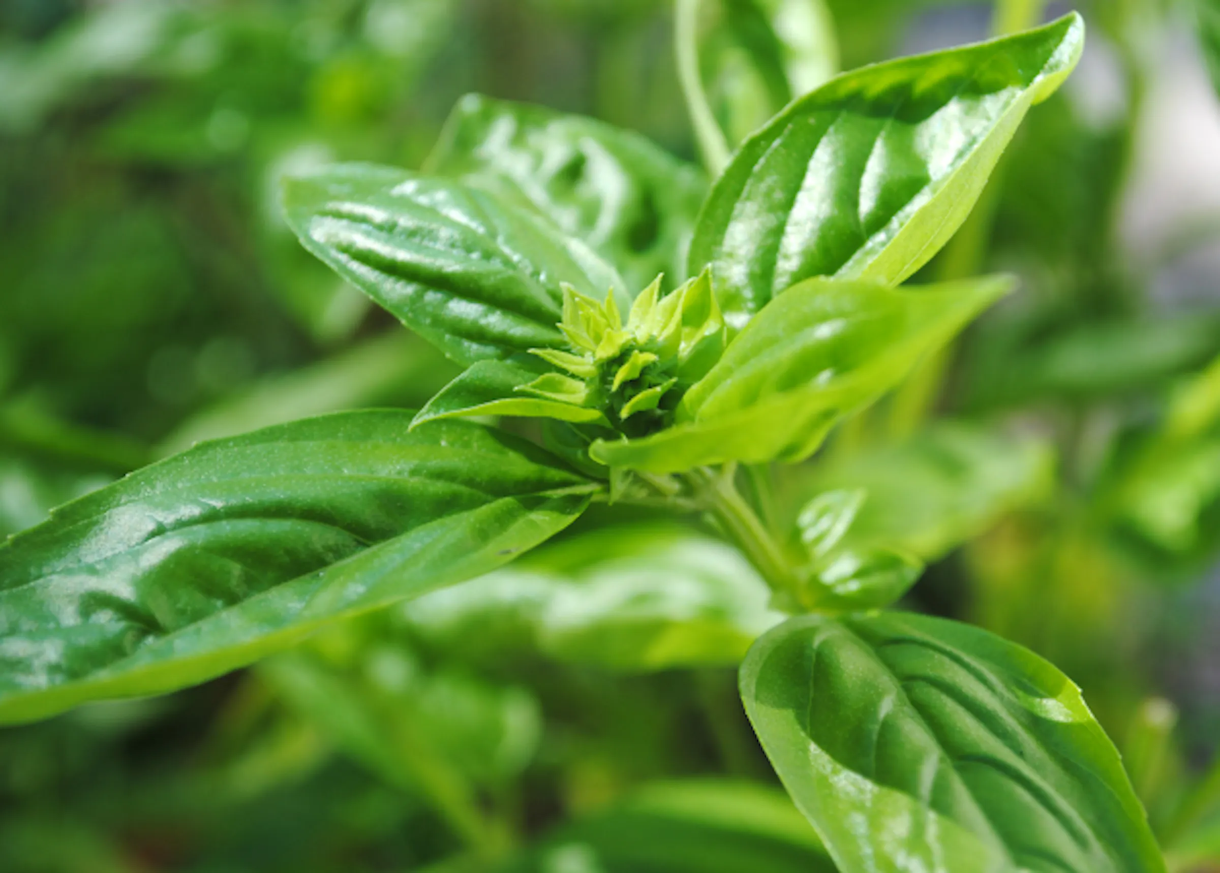 5 ways to get out of a gardening funk