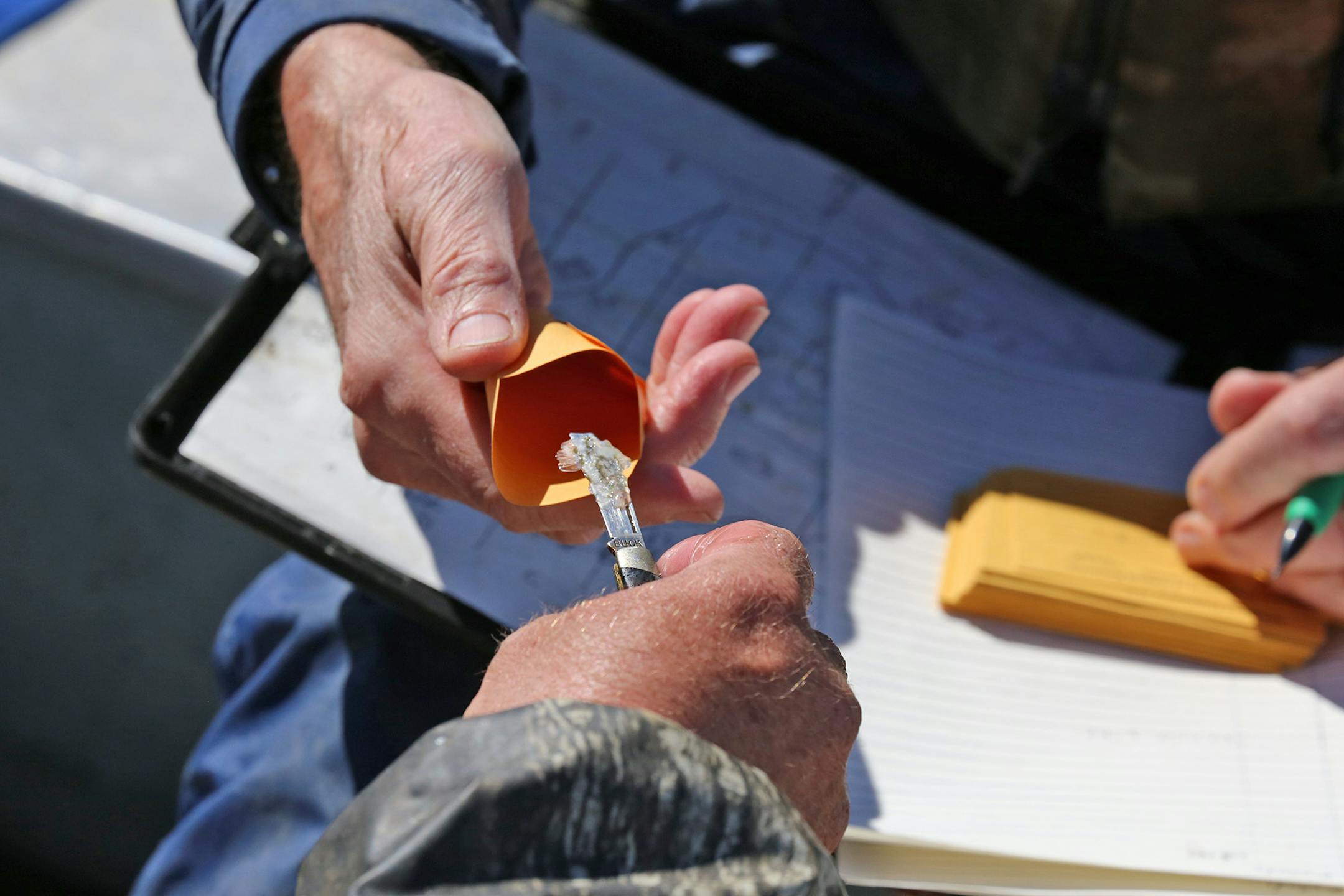 A scale from a northern pike is placed in an envelope to be studied later to determine the fish's age.