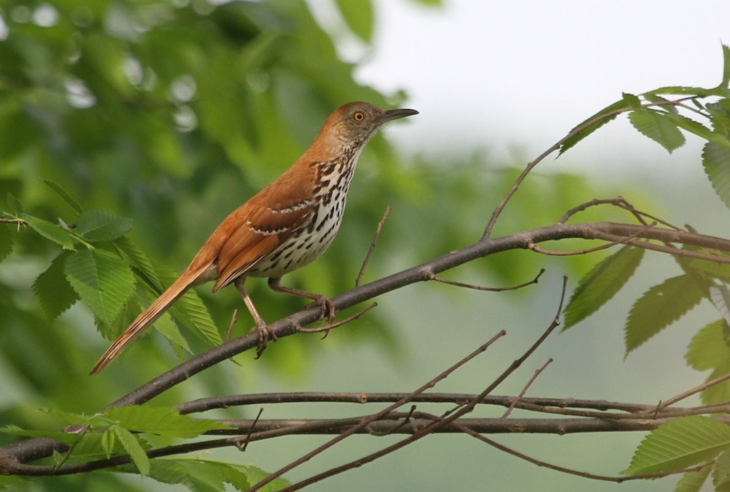 A brown thrasher cranes his neck to keep a threat in view. photo by Don Severson, Special to the Star Tribune