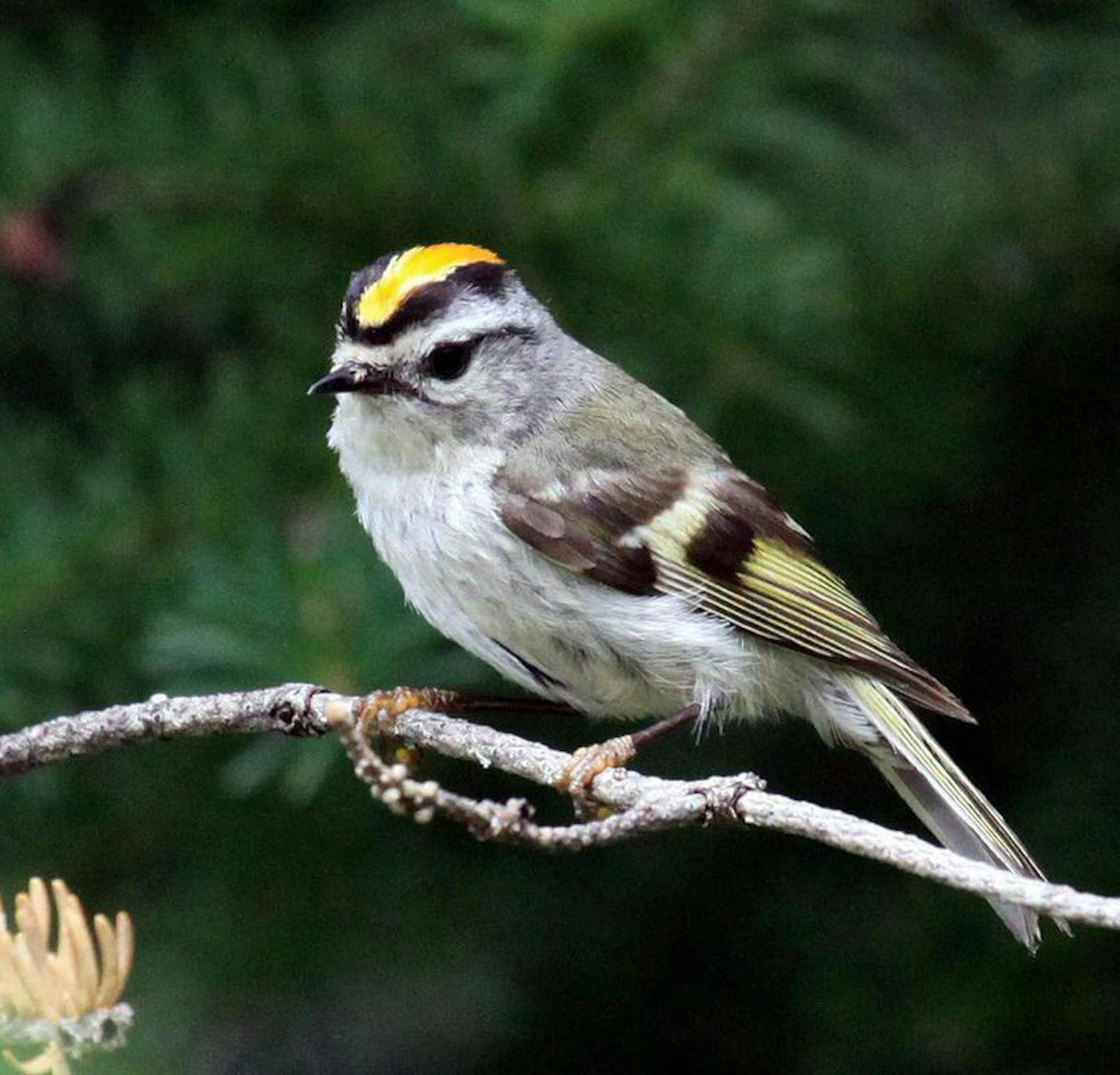 photos by Laura Erickson] 1. A bright crest, dramatic eye markings and standout wing bars on a 4-inch bird add up to a golden-crowned kinglet.
