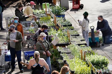 Gardeners flock to the Friends School of Minnesota fundraiser plant sale.