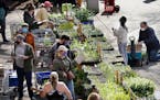 Gardeners flock to the Friends School of Minnesota fundraiser plant sale.