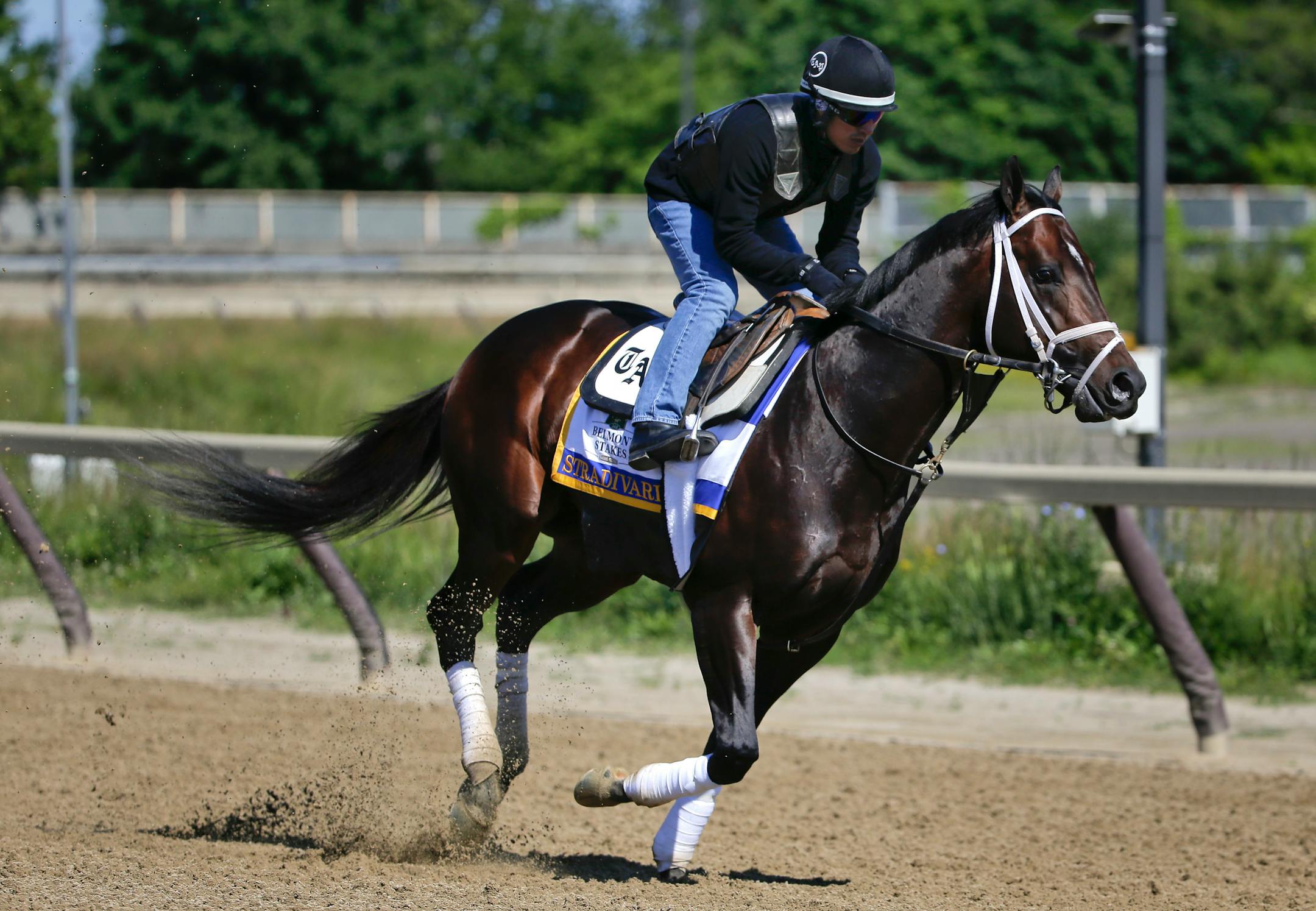 Belmont Stakes hopeful Stradivari gallops around the training track at Belmont Park, Thursday, June 9, 2016, in Elmont, N.Y. Stradivari, trained by Todd Pletcher, will compete in the 148th running of the Belmont Stakes horse race on Saturday.(AP Photo/Julie Jacobson)