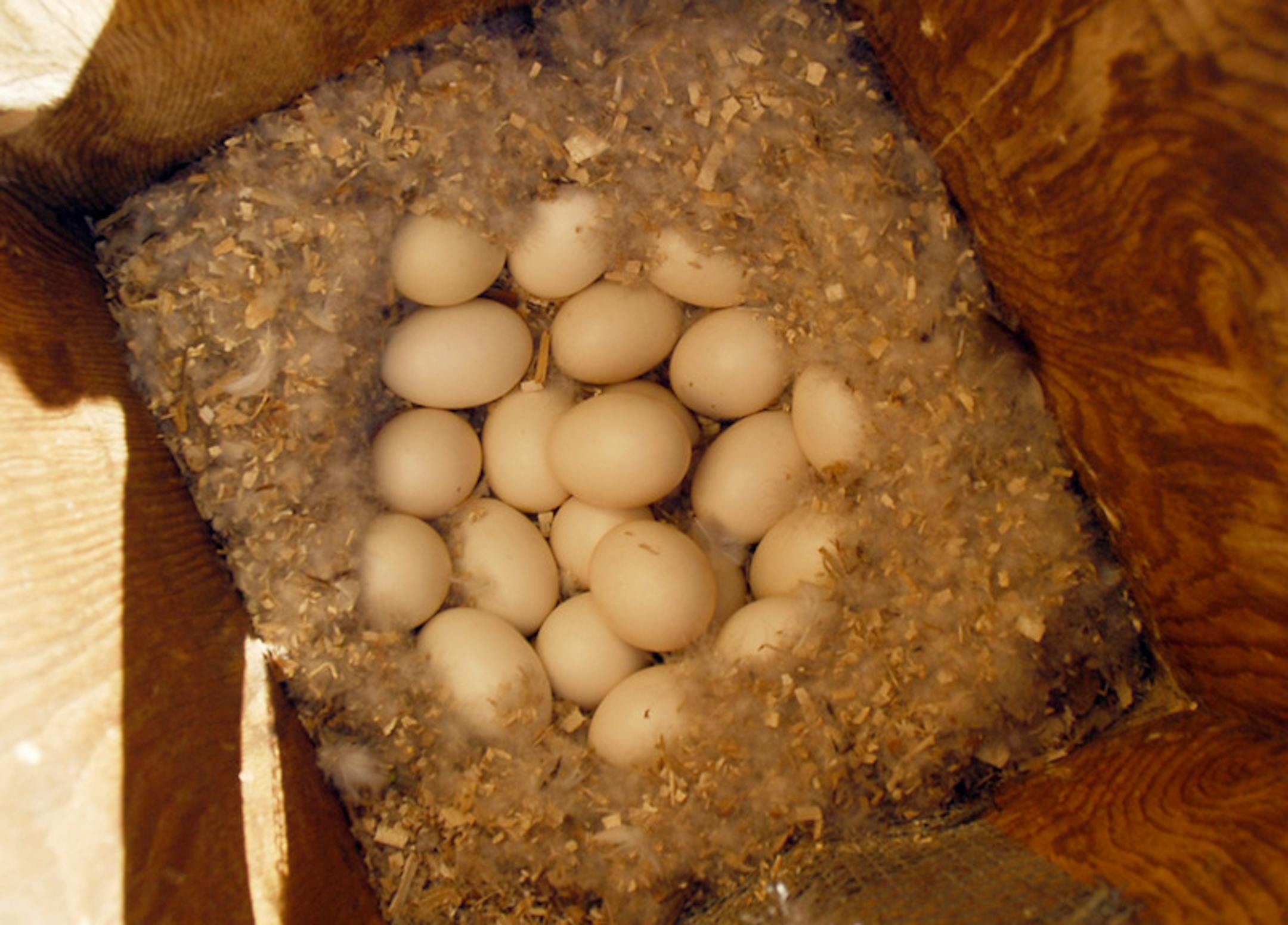 We&#x2019;re looking down at 22 wood duck eggs in a nesting box. The eggs are unmarked. Wood ducks are cavity nesters, unexposed eggs not needing markings. Twenty-two eggs is more than one hen would lay. A second wood duck hen decided to lay her eggs here, avoiding the trials of incubation. This is called dumping.