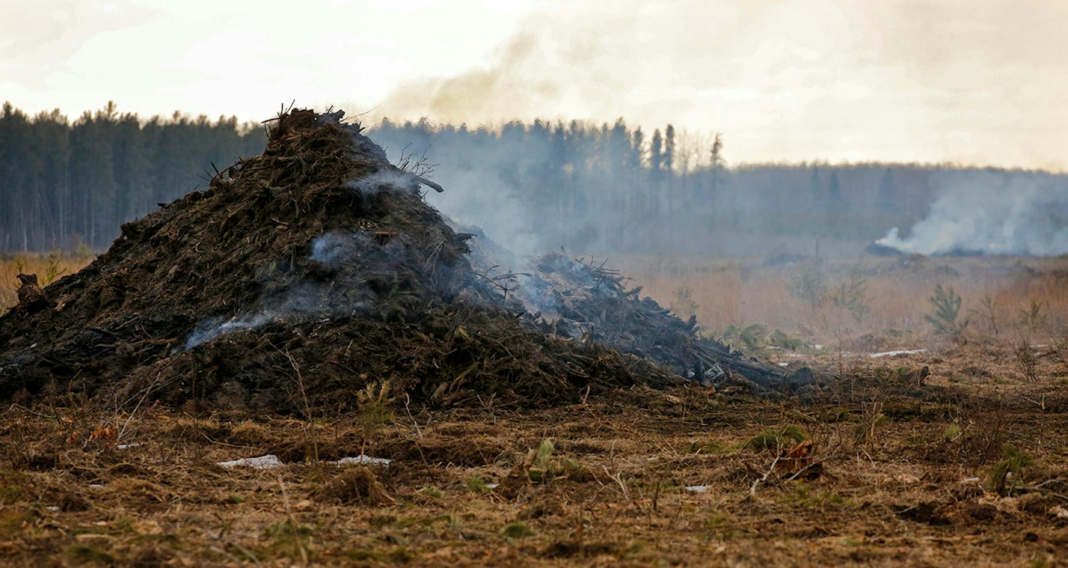 The mixed pine forests of central Minnesota are rapidly being replaced with agricultural fields. PotlatchCorp. is divesting its commercial forest lands, and its cheaper for potaote producers and farmers to tear out the forest and replace it with intensively farmed row crops like ptoatotes, corn and soybeans.