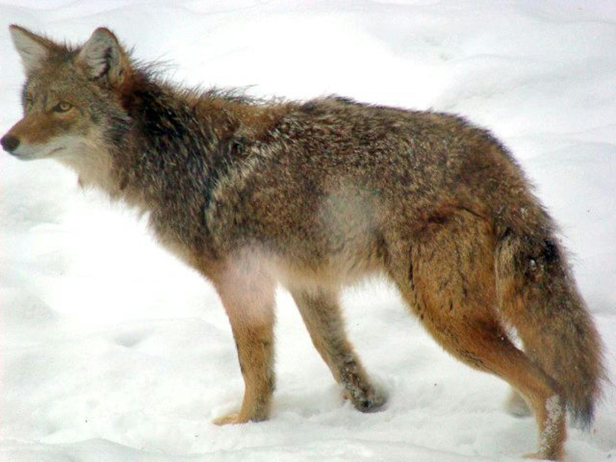 Eagan resident Deb Aune took this photo (from inside her home) of a coyote in the backyard. Typically, they would see a coyote in the yard a couple of times a month, but at this time of year, she is seeing them about everyday, sometimes in pairs, but never more than two at a time. She said if you see one you know the pack is not far away. Special to the Star Tribune/Deb Aune