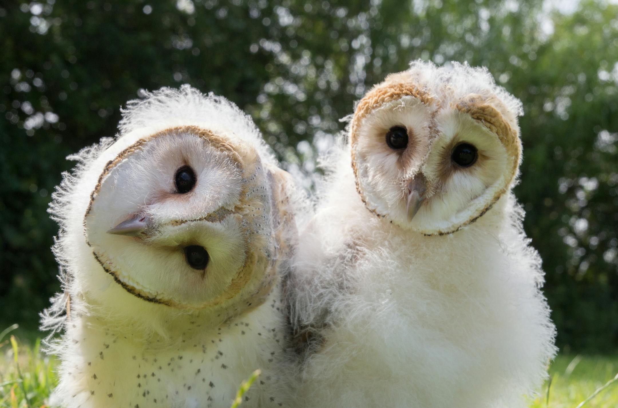 PICTURE SHOWS: Luna and Lilyís best funny faces. Barn Owl chicks. From "Owl Power" credit: Philip Jones, PBS ORG XMIT: Luna and Lily Funny Face. Philip