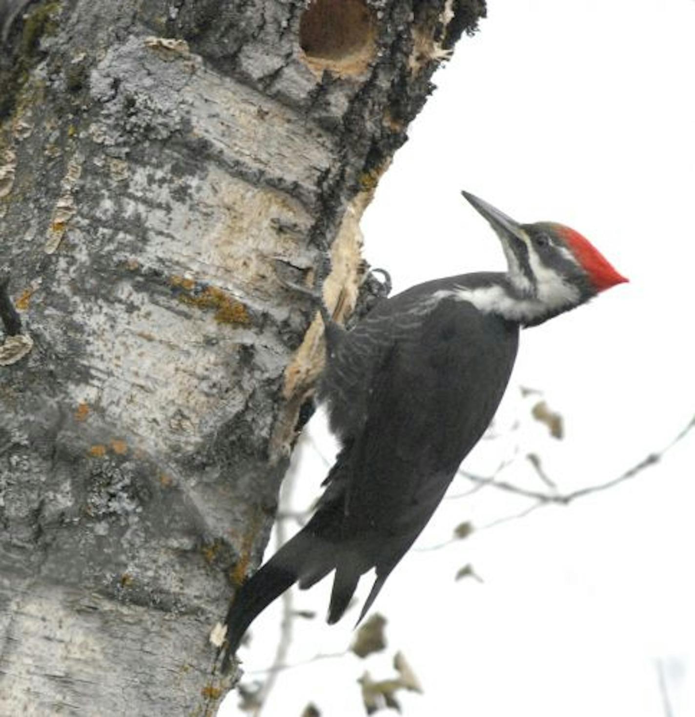 Pileated woodpecker