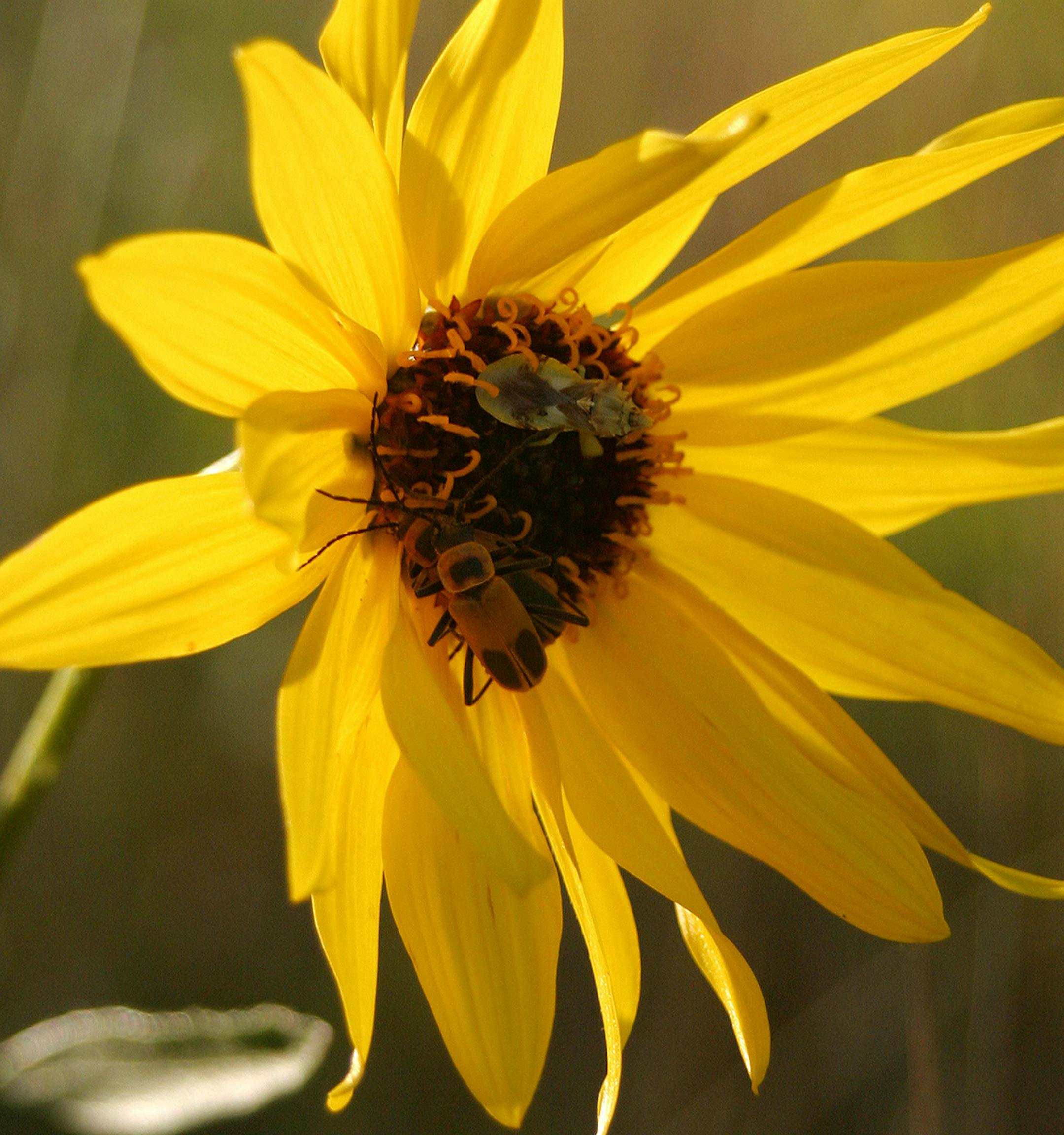 Stephanie Yant, Andover: I first noticed the lovely sunlight showing through the petals, but I didn't see the two bugs at work until I was close enough to capture this image. [focus110517