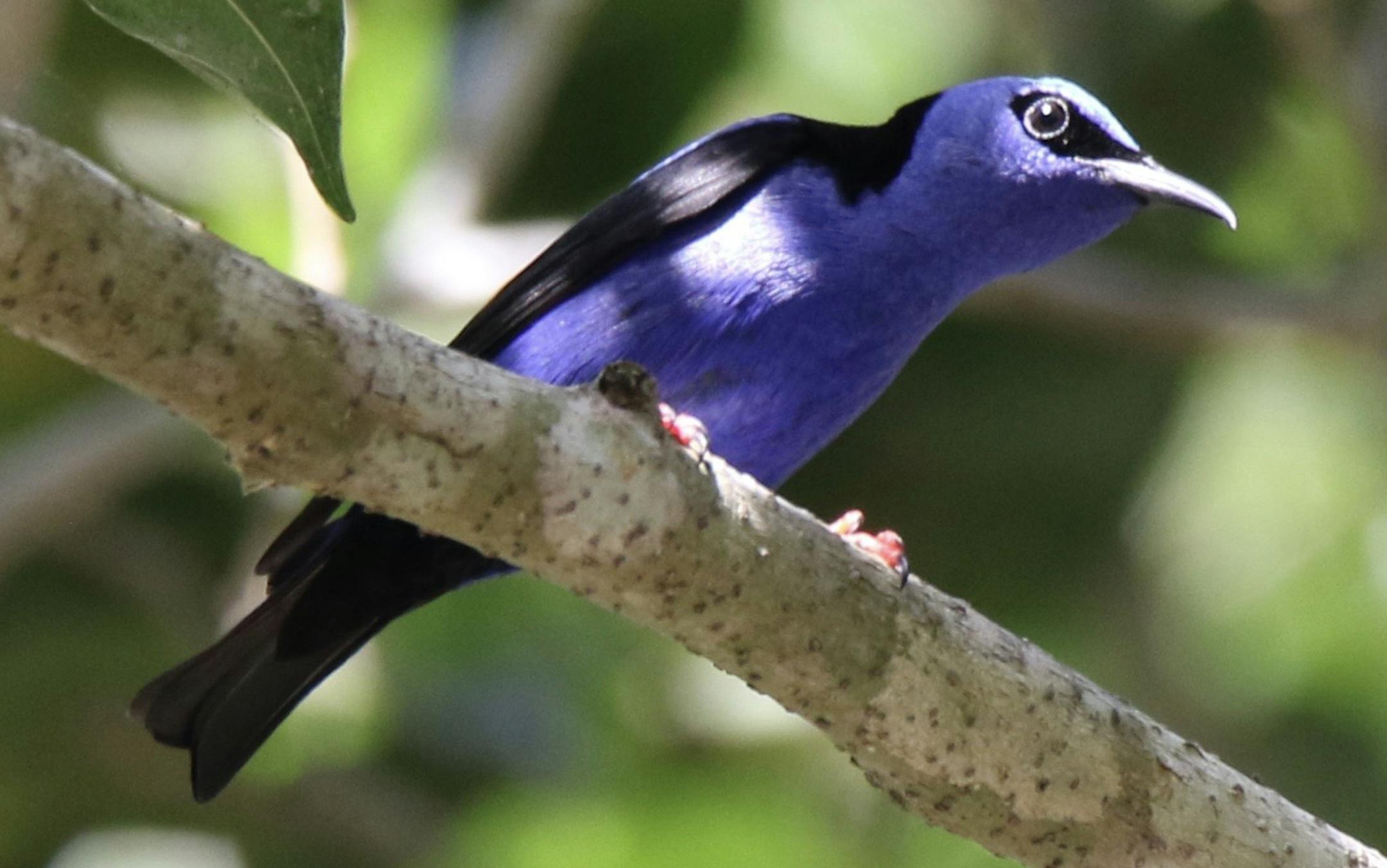 Red-legged honeycreepers are easy to spot in the forest.